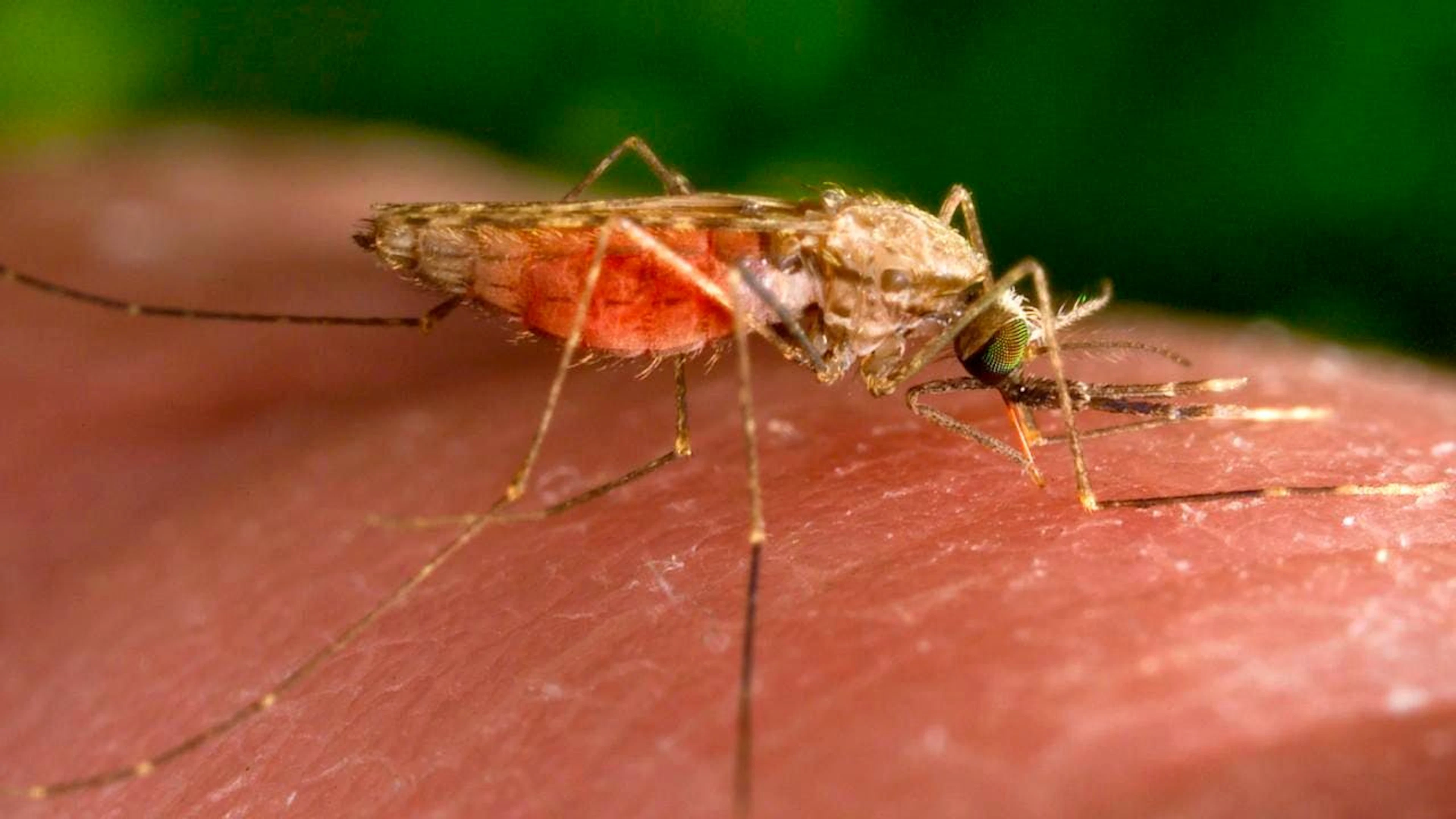 Le parasite responsable de la malaria est transmis par la piqûre de l'anophèle femelle. (archive)