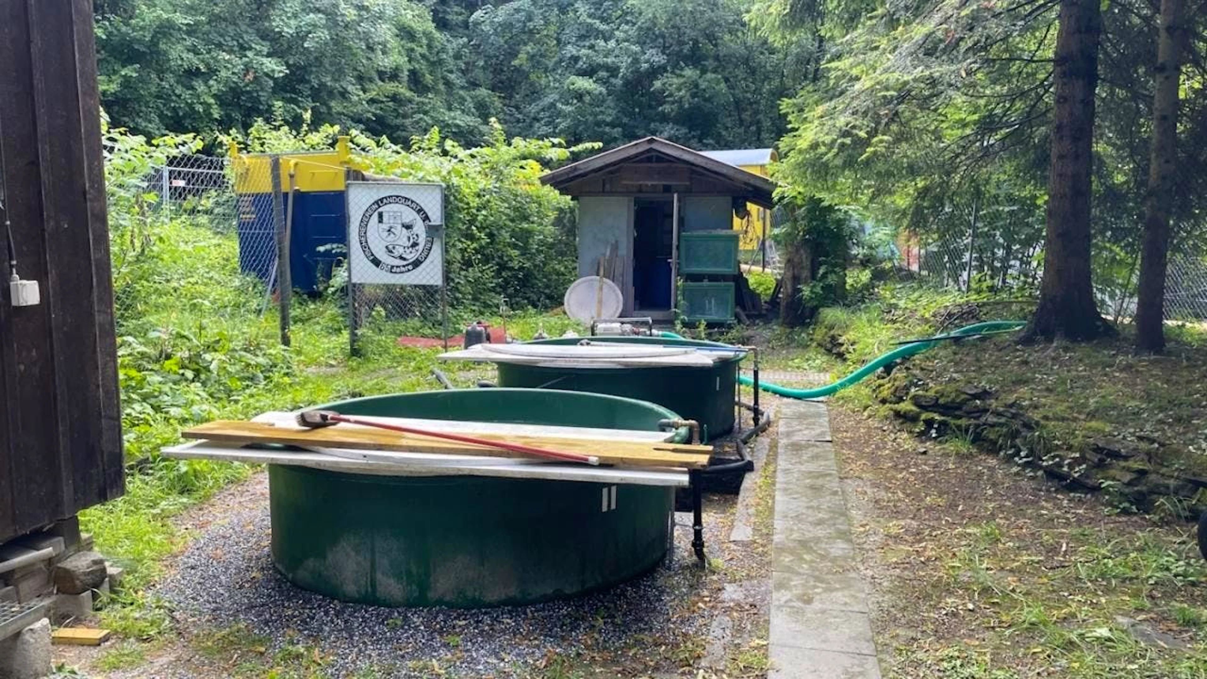 Con la rottura del quadro elettrico anche le pompe dell'acqua dell'allevamento di Malans (GR) hanno smesso di funzionare. Praticamente tutti i pesci sono morti.
