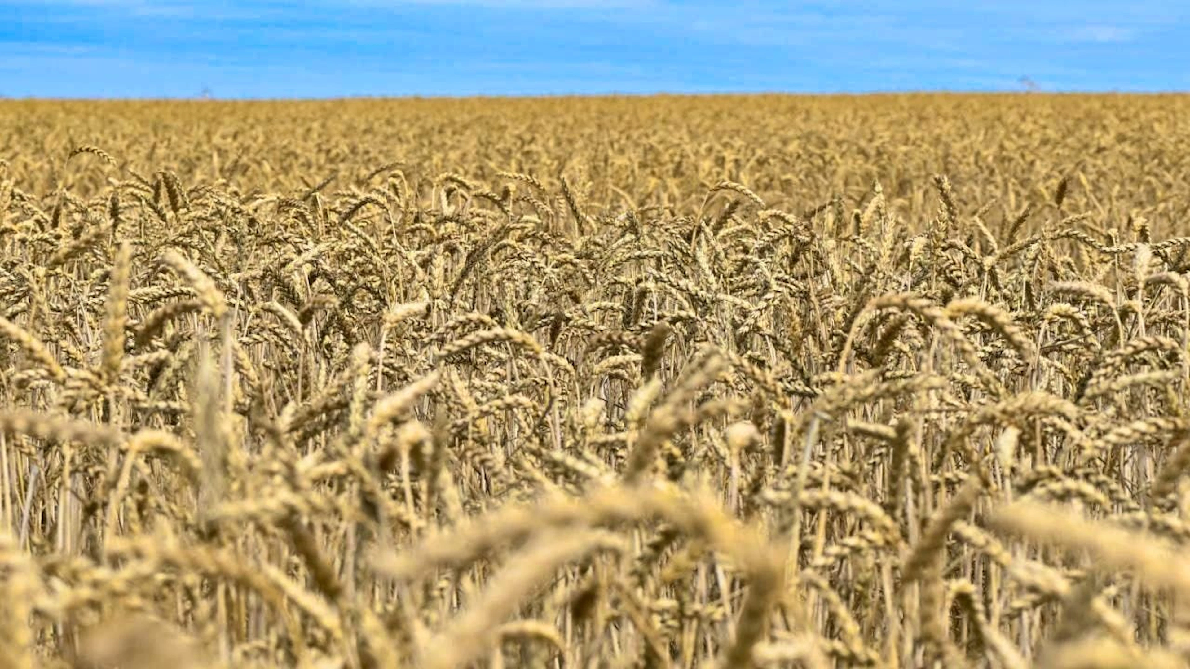 The major political parties are open to the approval of plants bred using new methods. (symbolic image)