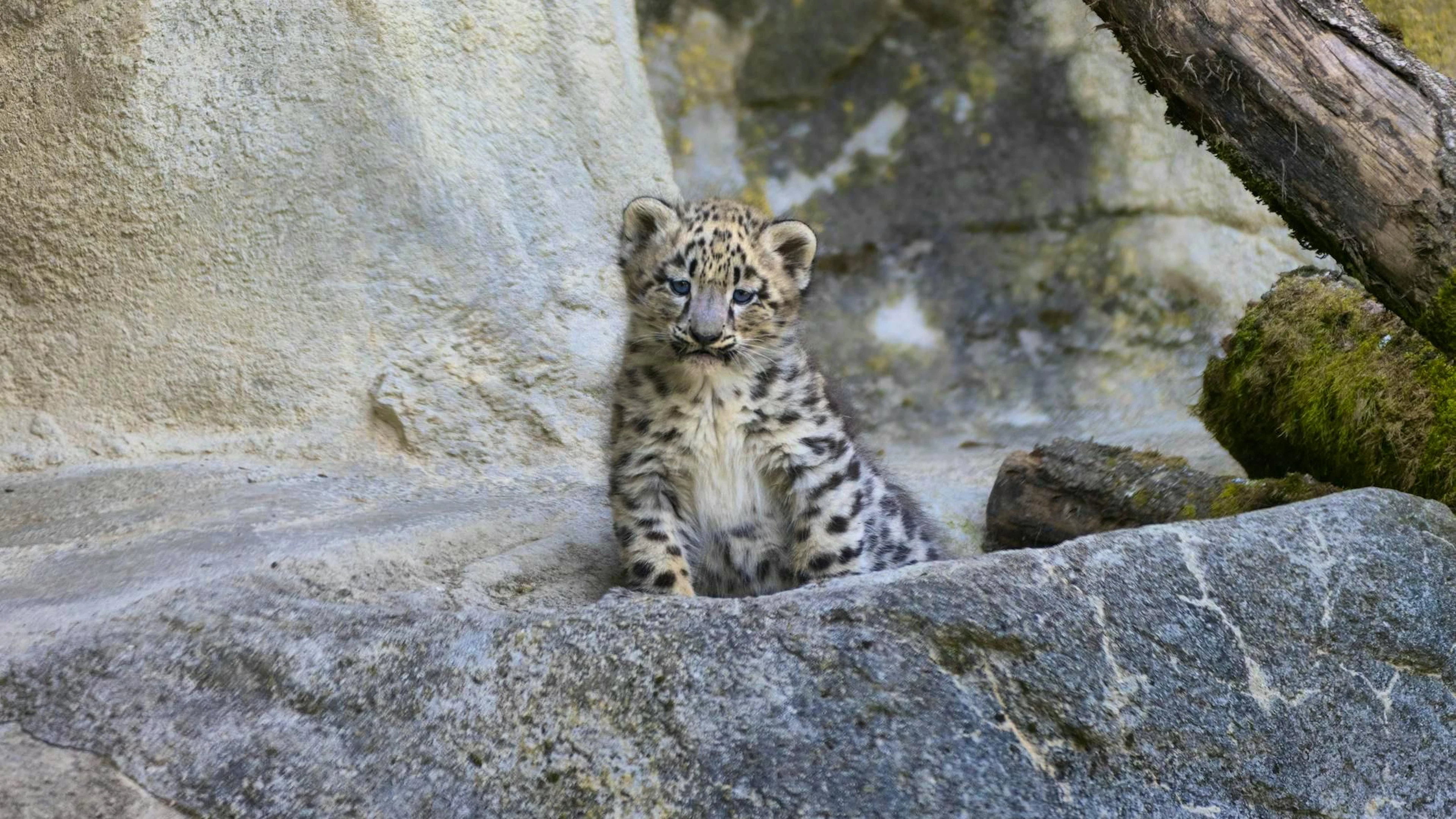 The three snow leopard cubs were born at the beginning of May. They are exploring the enclosure at Zurich Zoo for the first time.