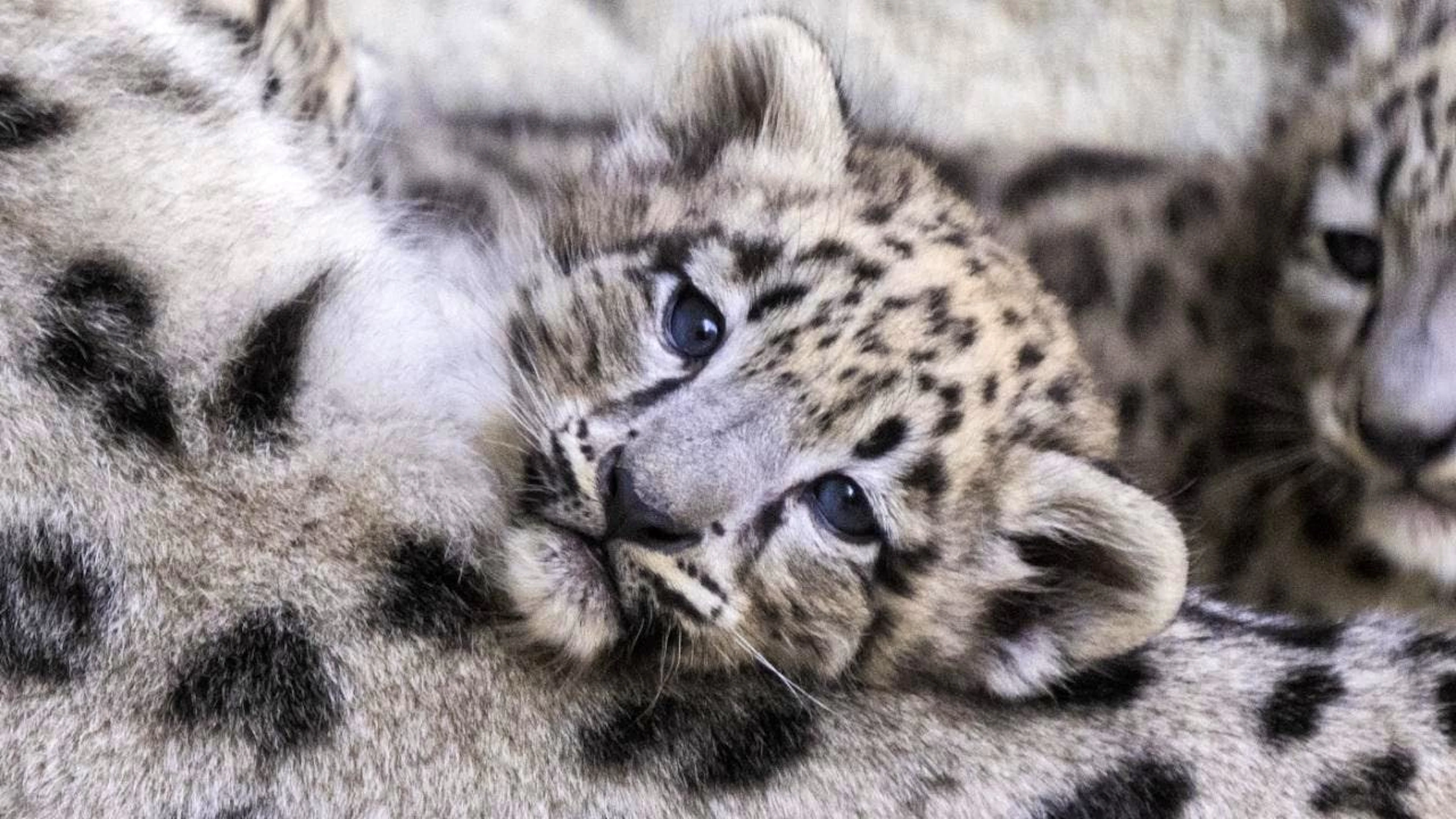 Après deux mois confinés dans le box des portées, les trois léopardeaux sont désormais visibles pour le public du zoo de Zurich.