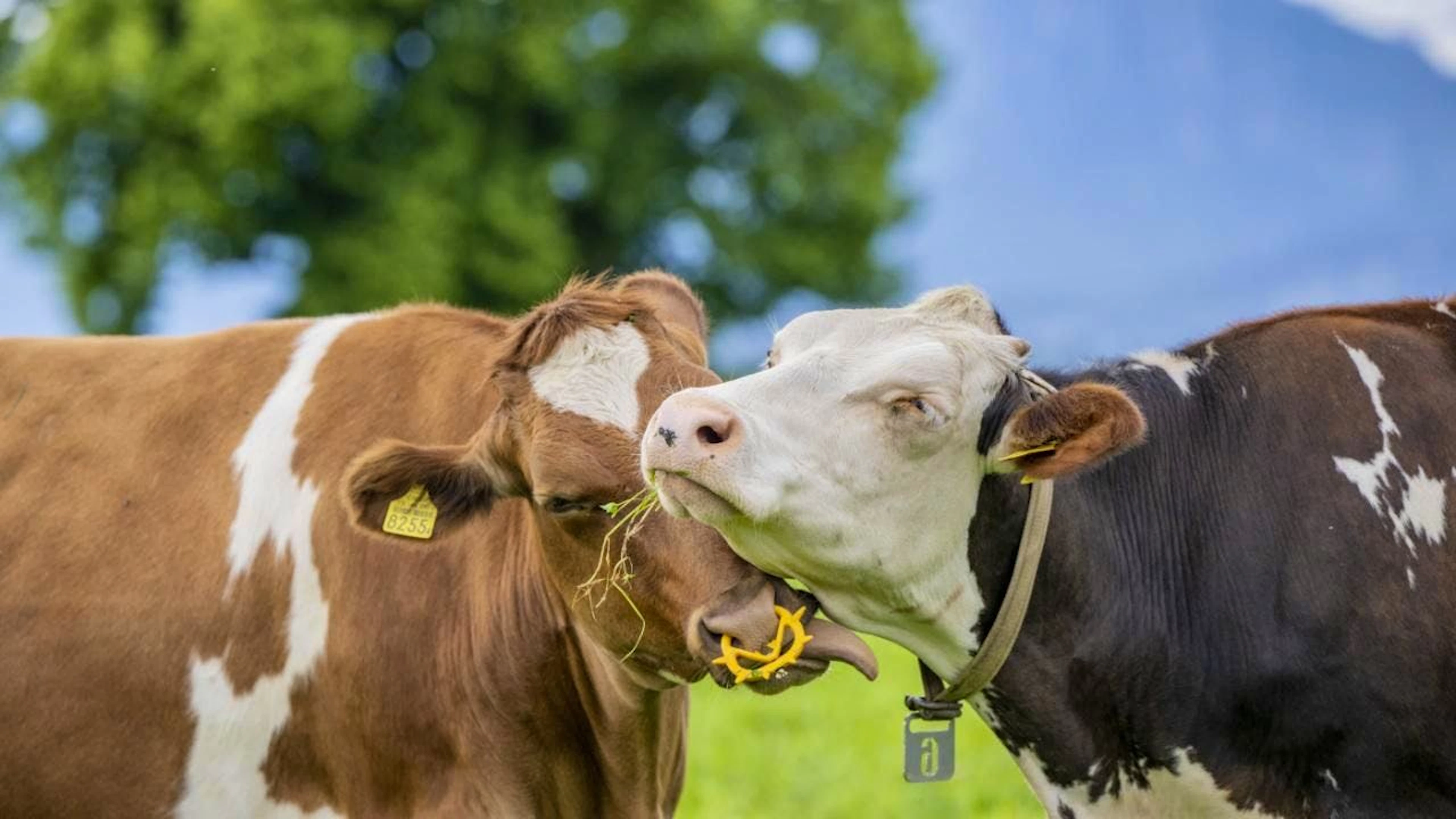 La dermatose nodulaire contagieuse affecte notamment les bovins, mais n'est pas transmissible à l'homme (image symbolique).
