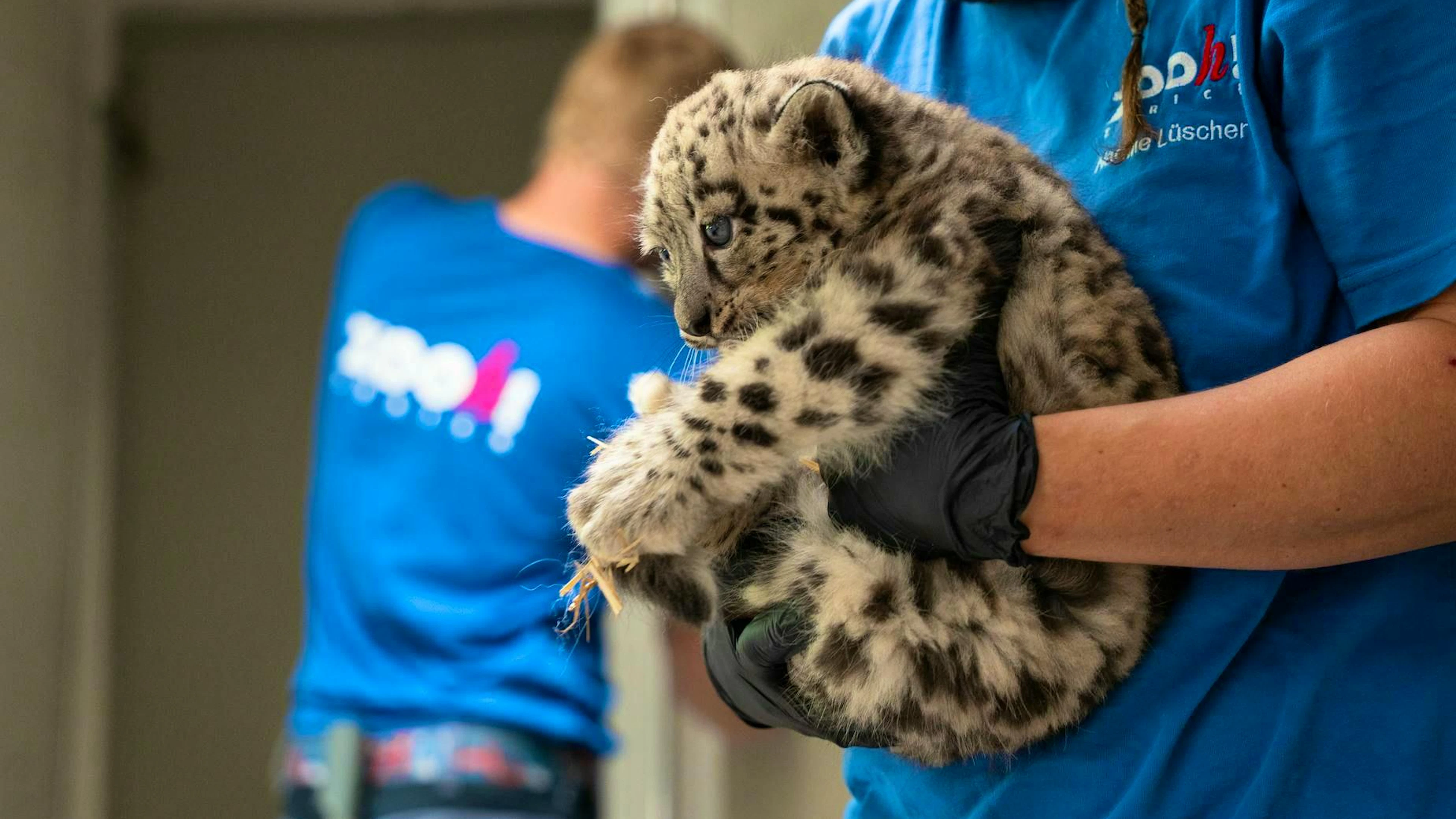 No names of the three snow leopards are mentioned in the press release.