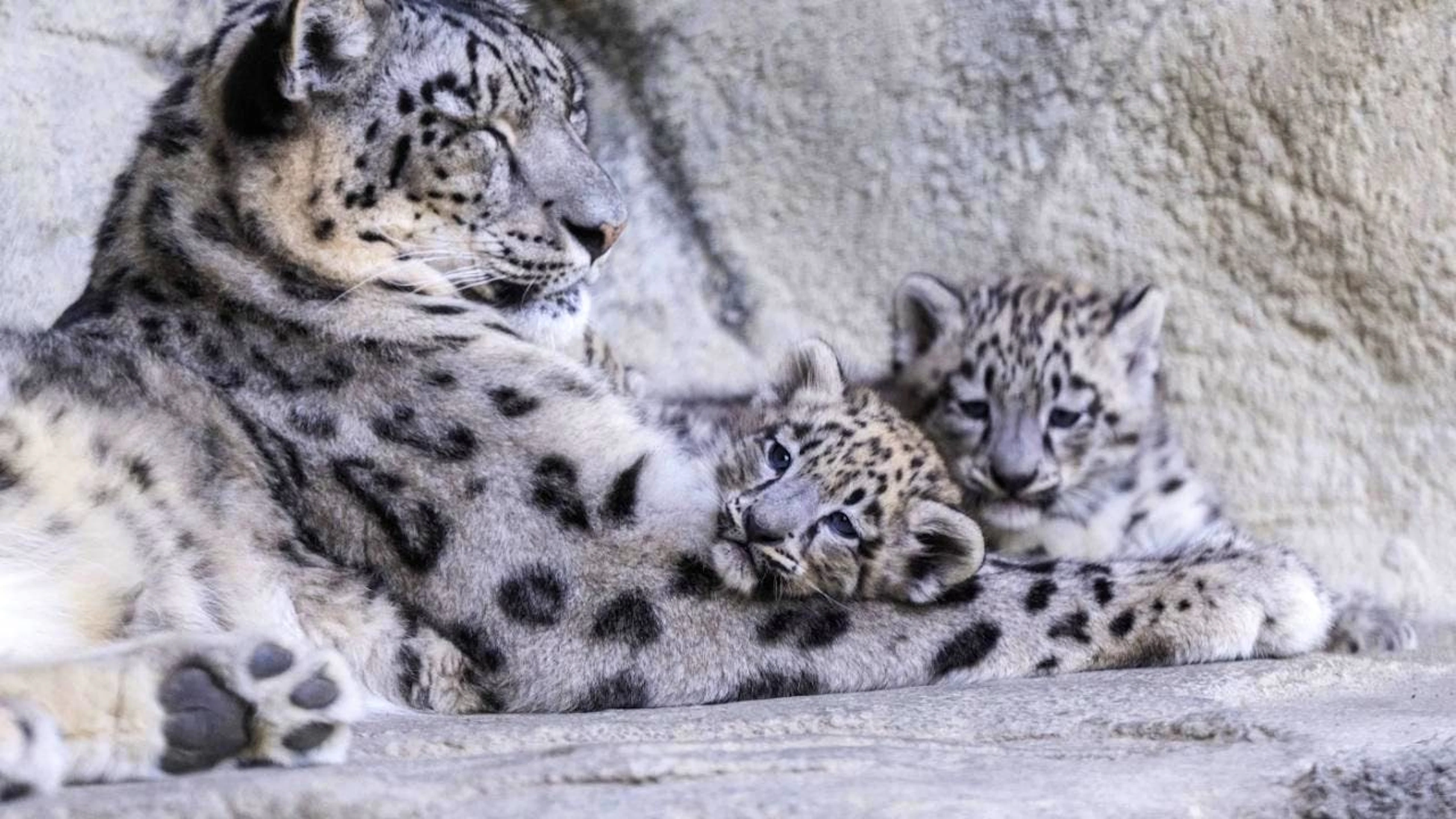 Les léopardeaux nés le 9 mai découvrent désormais leur environnement extérieur au zoo de Zurich.