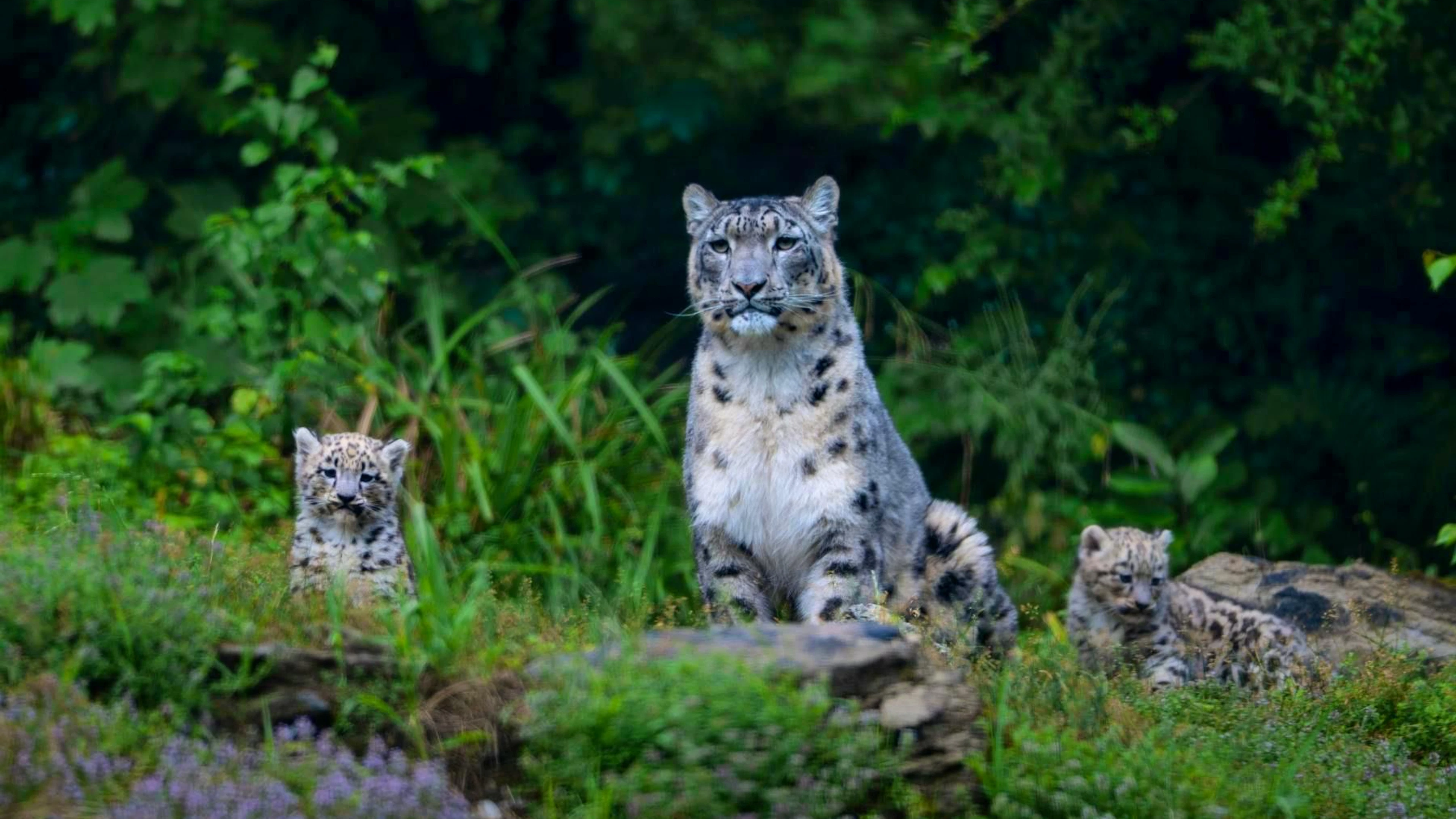 Today, there are only around 3000 adult snow leopards left in the wild.