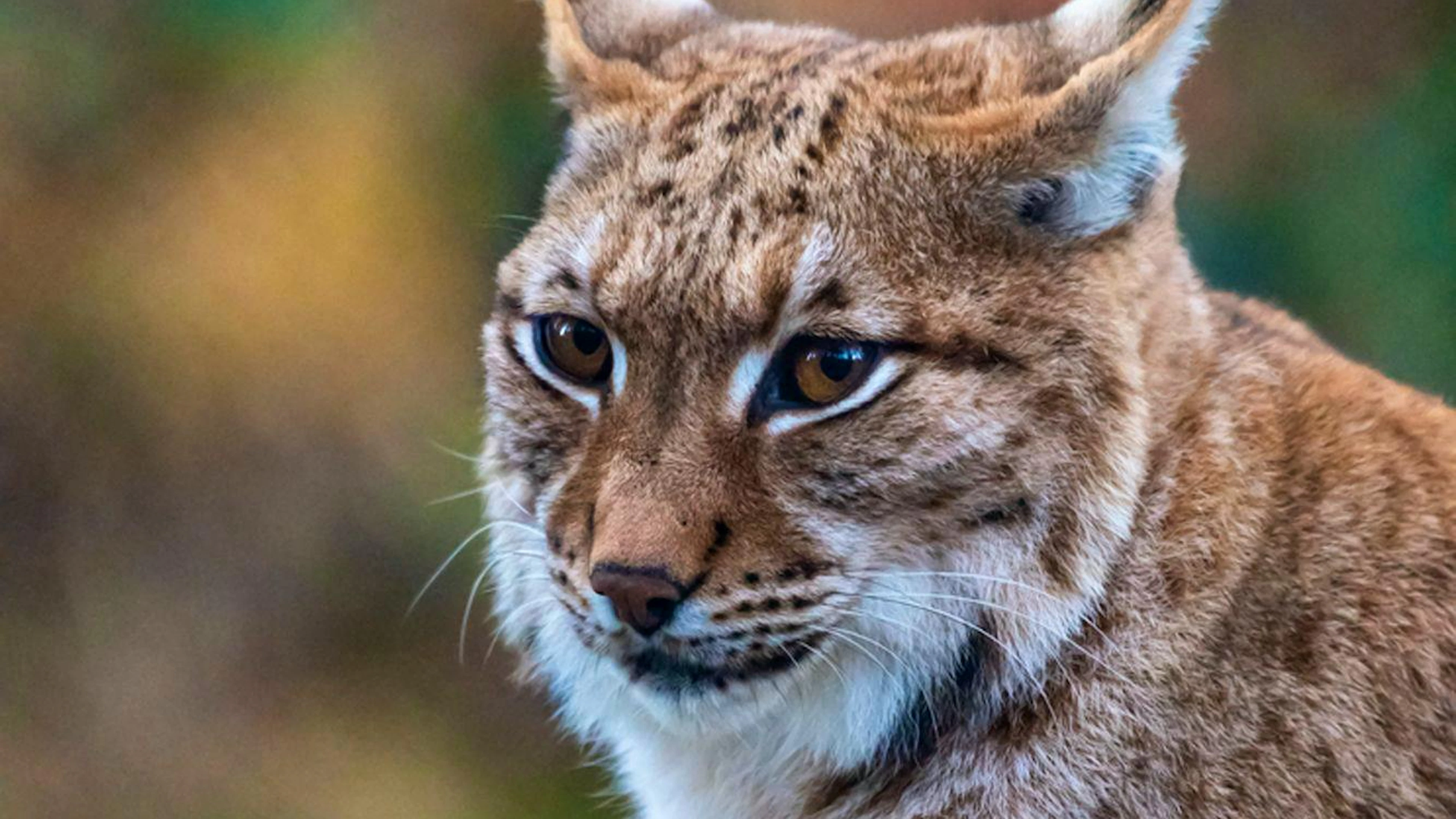 Au zoo des Marécottes, vous pourrez peut-être apercevoir un lynx, mais aussi des loups, des ours ainsi que de nombreux autres animaux alpins.