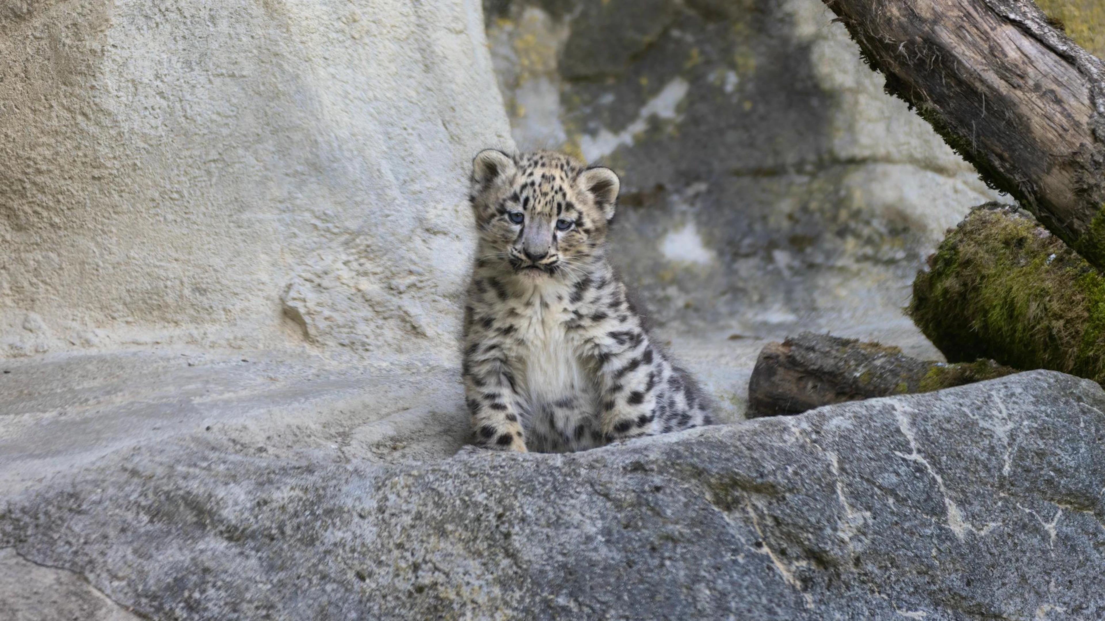 Die drei Schneeleoparden-Babys kamen Anfangs Mai auf die Welt. Sie erkunden das erste Mal das Gehäge im Zoo Zürich.