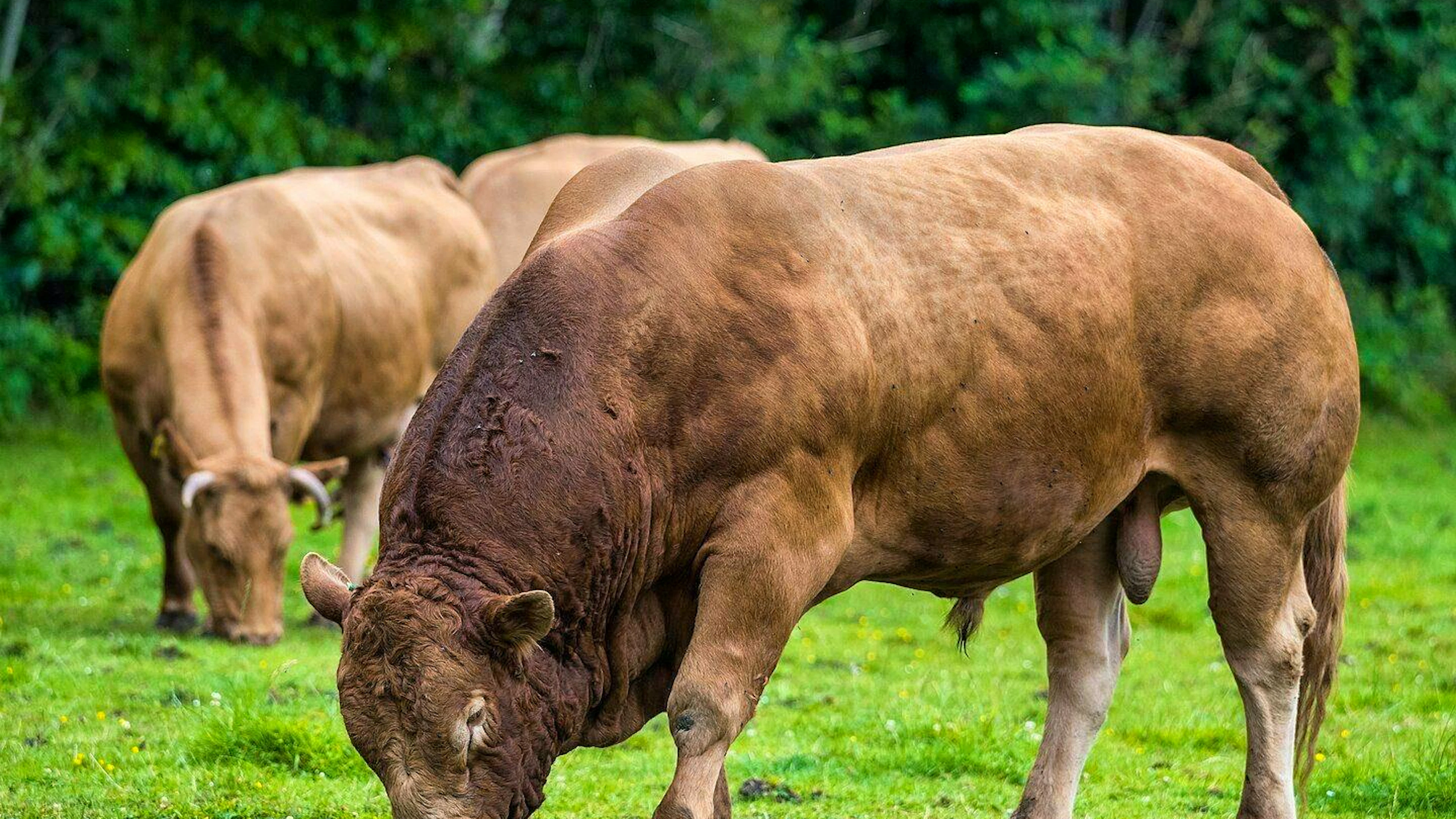 Alertswiss does not say what has become of the 600-kilogram bull. Only that it no longer endangers the population (symbolic image).