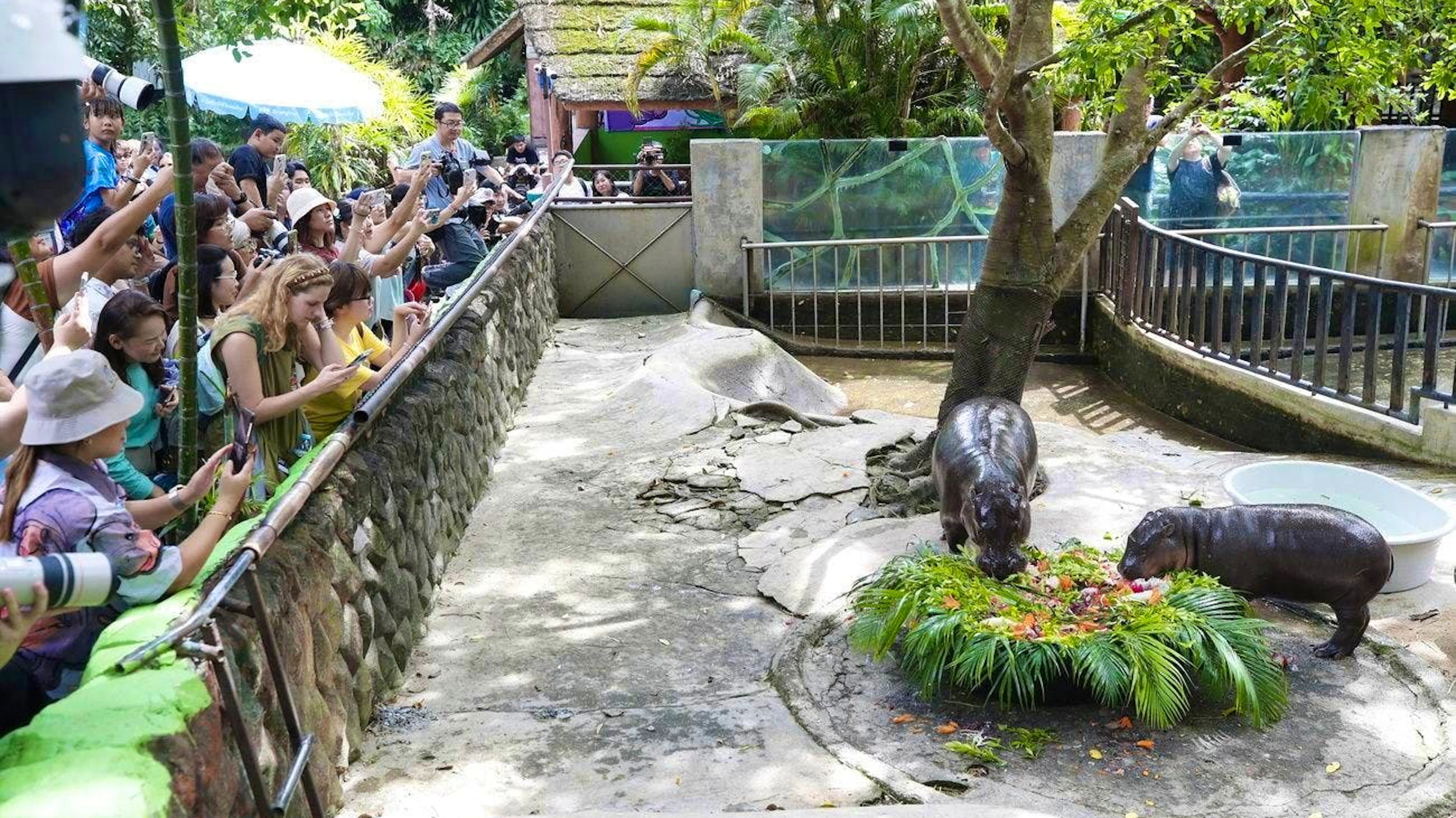 Moo Deng attira le folle al Khao Kheow Open Zoo da quando è nato. Soprattutto il giorno del suo primo compleanno.