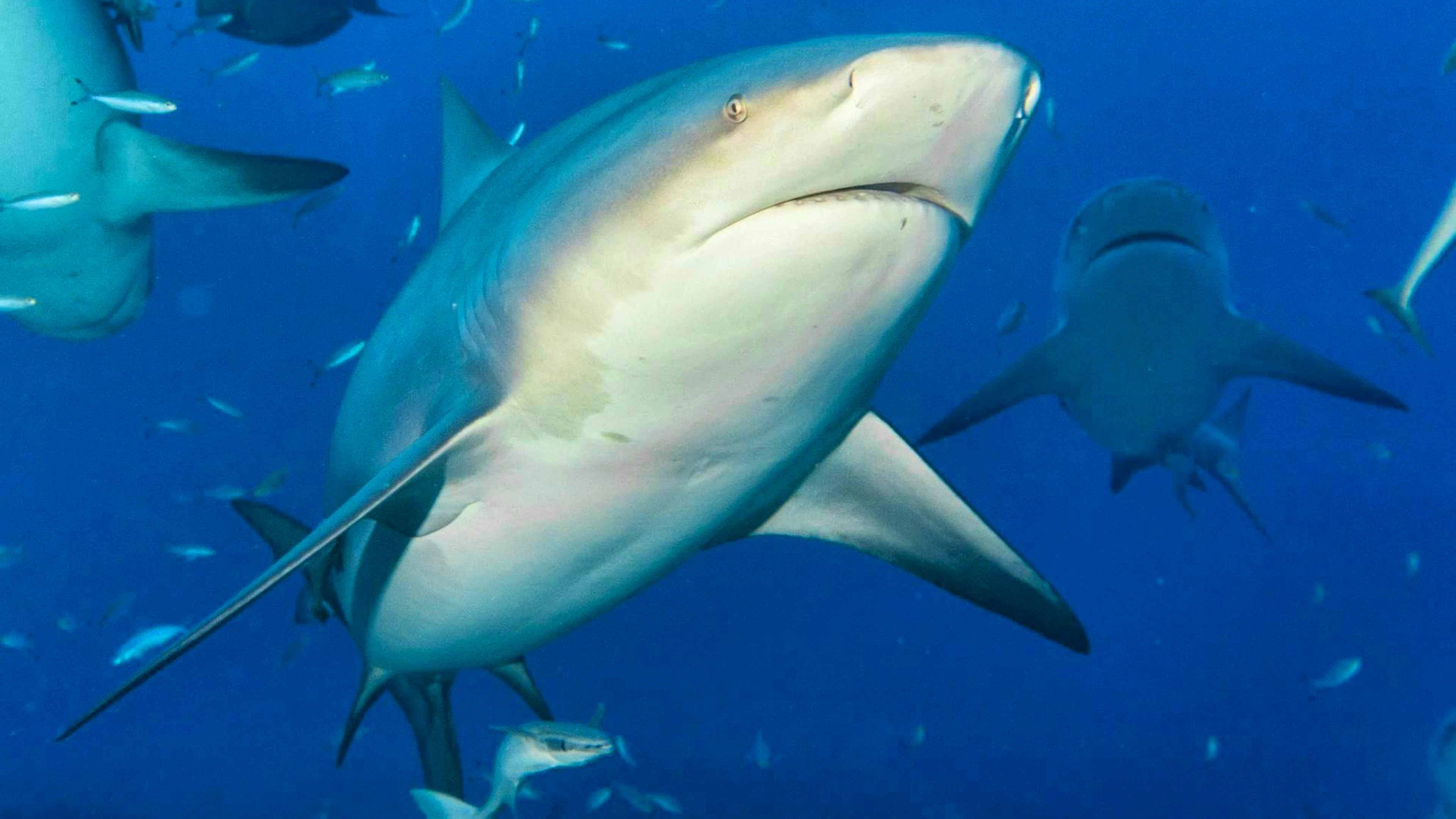 Bull sharks are considered extremely aggressive. (archive picture)