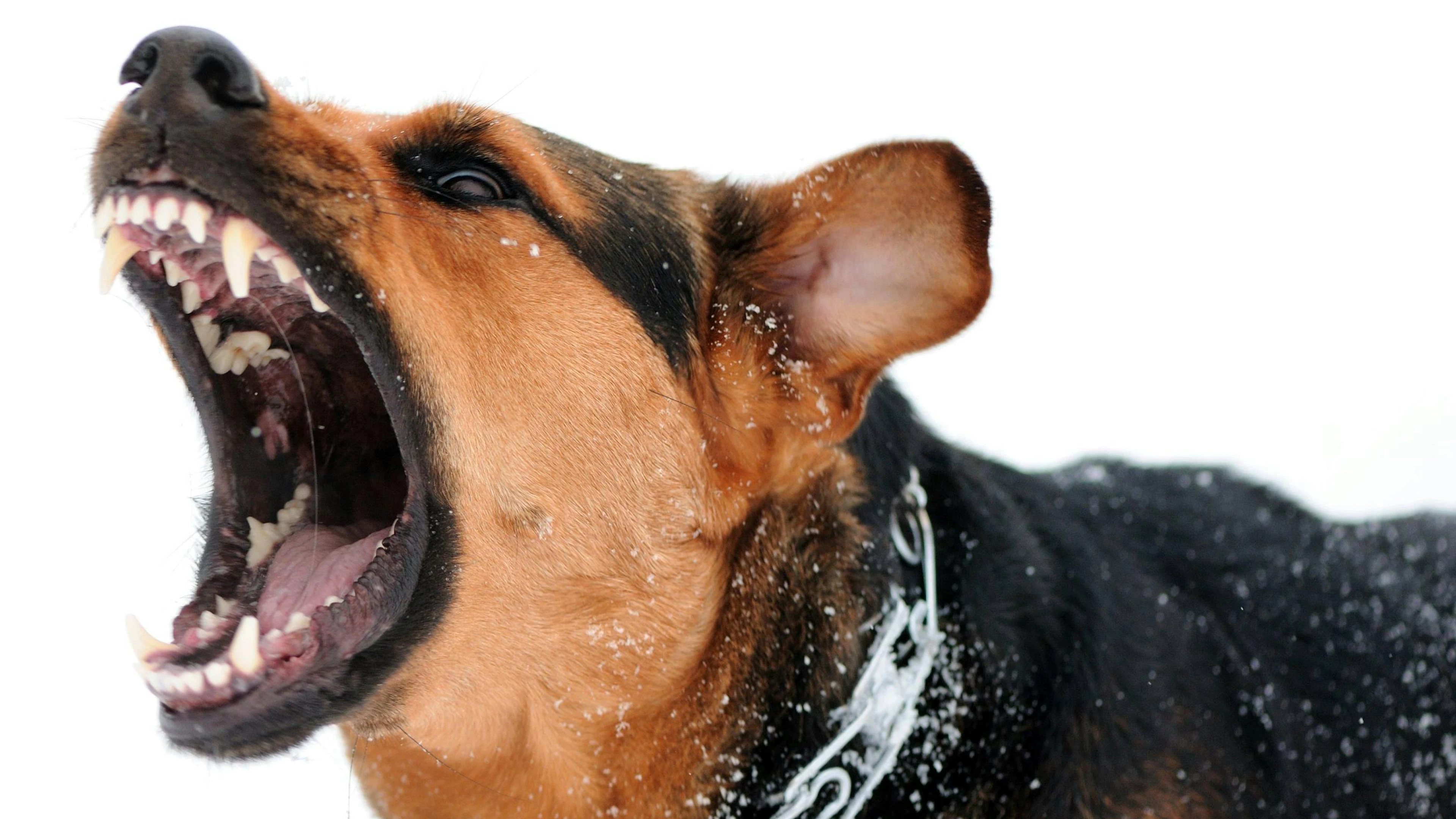 «Plusieurs cas de décès dus à la rage après des morsures de chiens ont été recensés», écrit le DFAE sur son site Internet (photo prétexte).