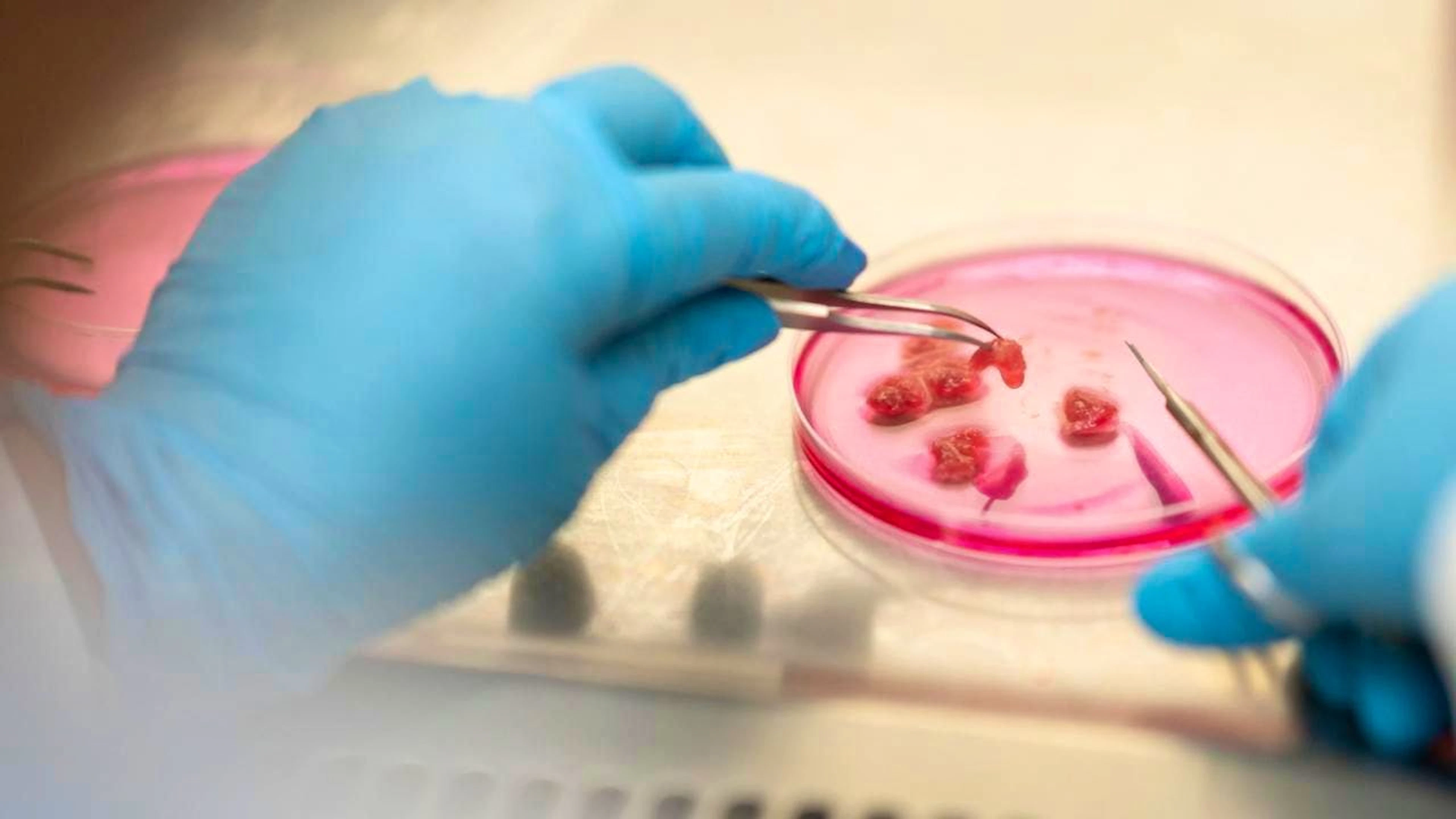 La carne può essere prodotta in laboratorio.
