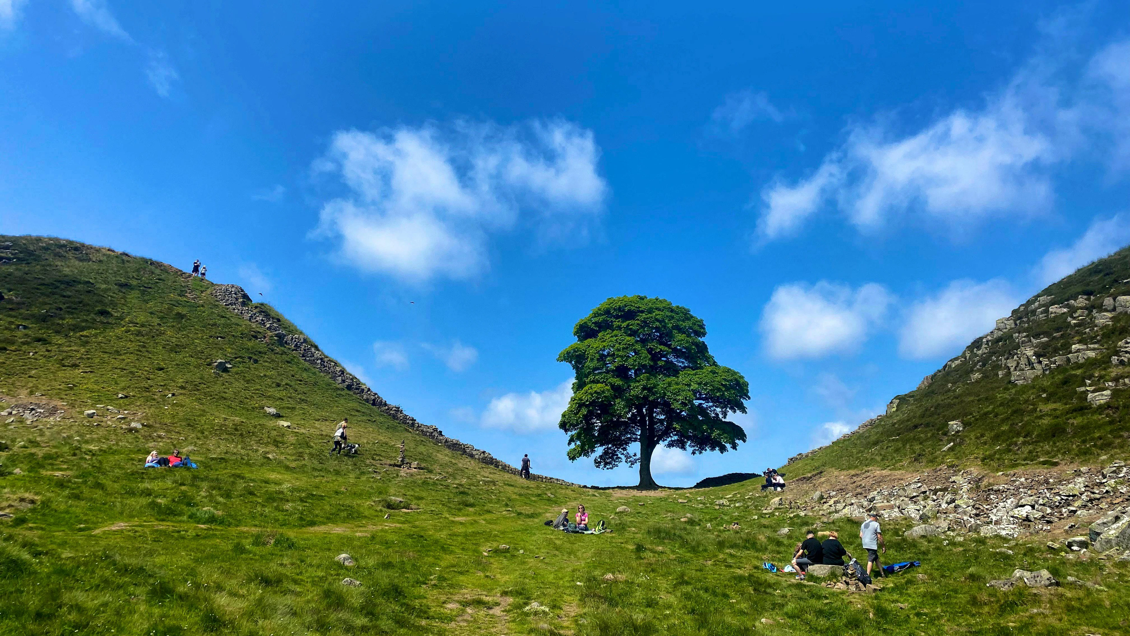 Cette photo prise le 4 juin 2023 montre l'arbre Sycamore Gap le long du mur d'Hadrien près de Hexham, dans le nord de l'Angleterre.