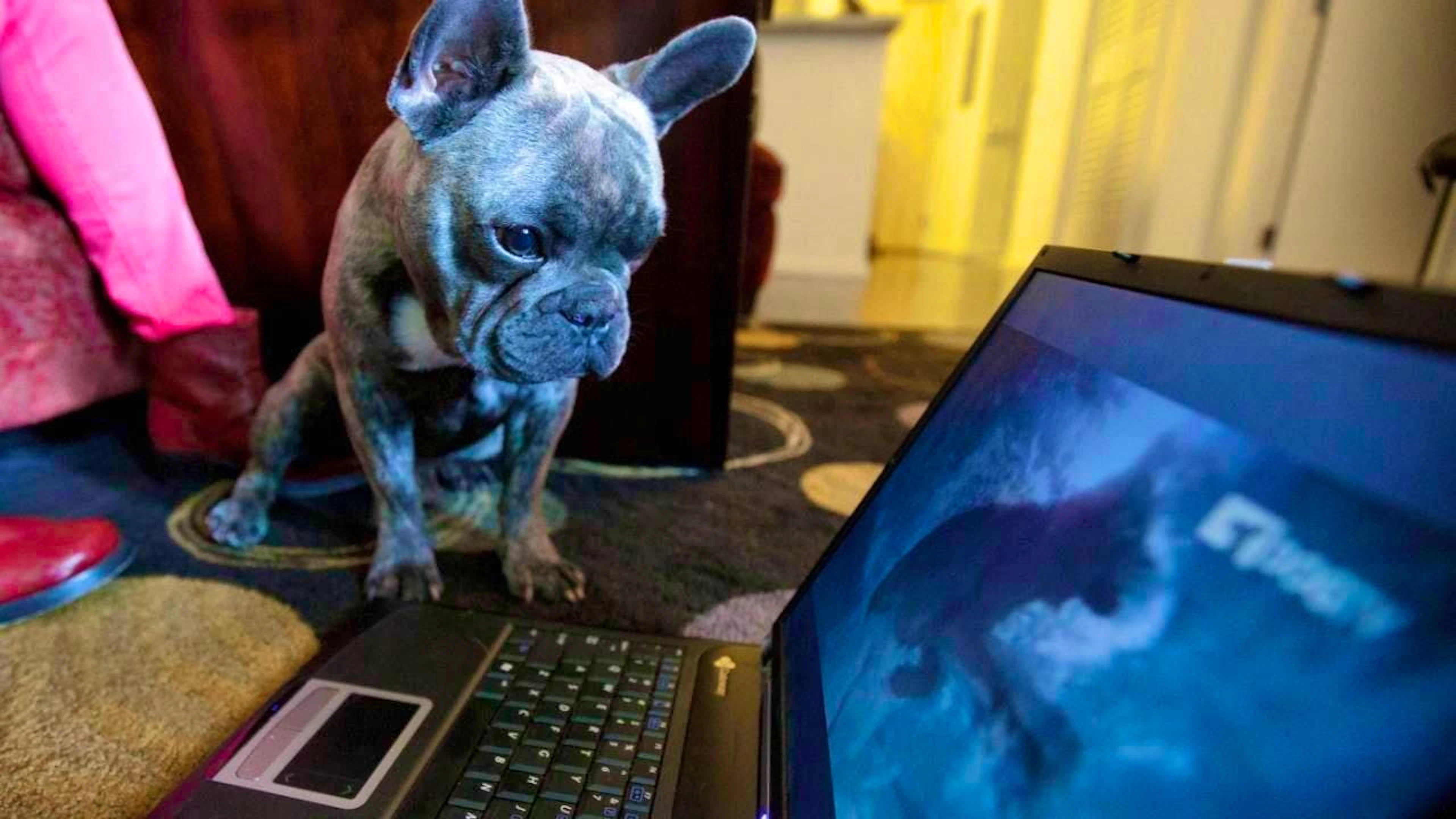 According to a study, many dogs actively watch television. Whether they understand what is happening is an open question. (archive picture)