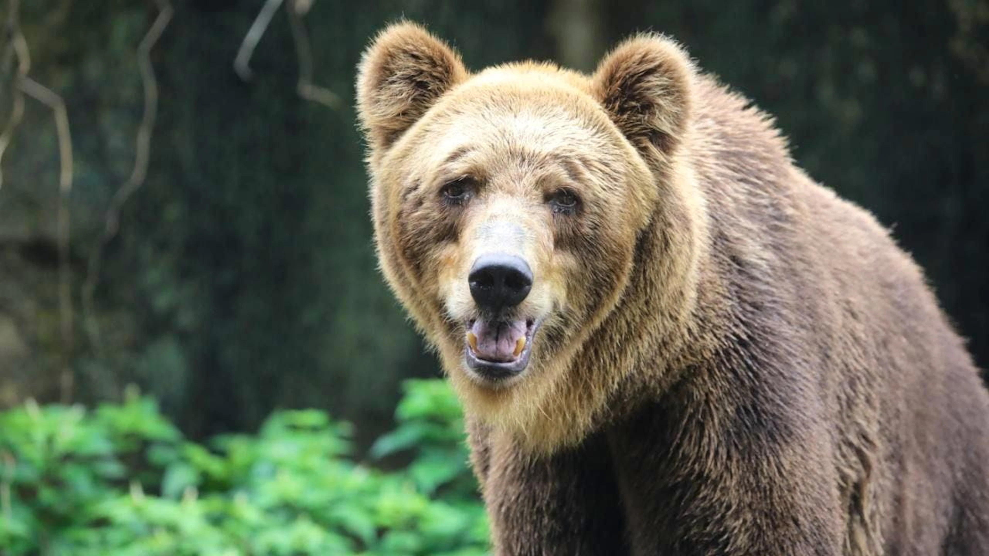 L'orsa JJ4, responsabile della morte di un 26enne e da anni al centro di contenziosi e polemiche, ha una nuova casa in Germania. (Foto simbolica)