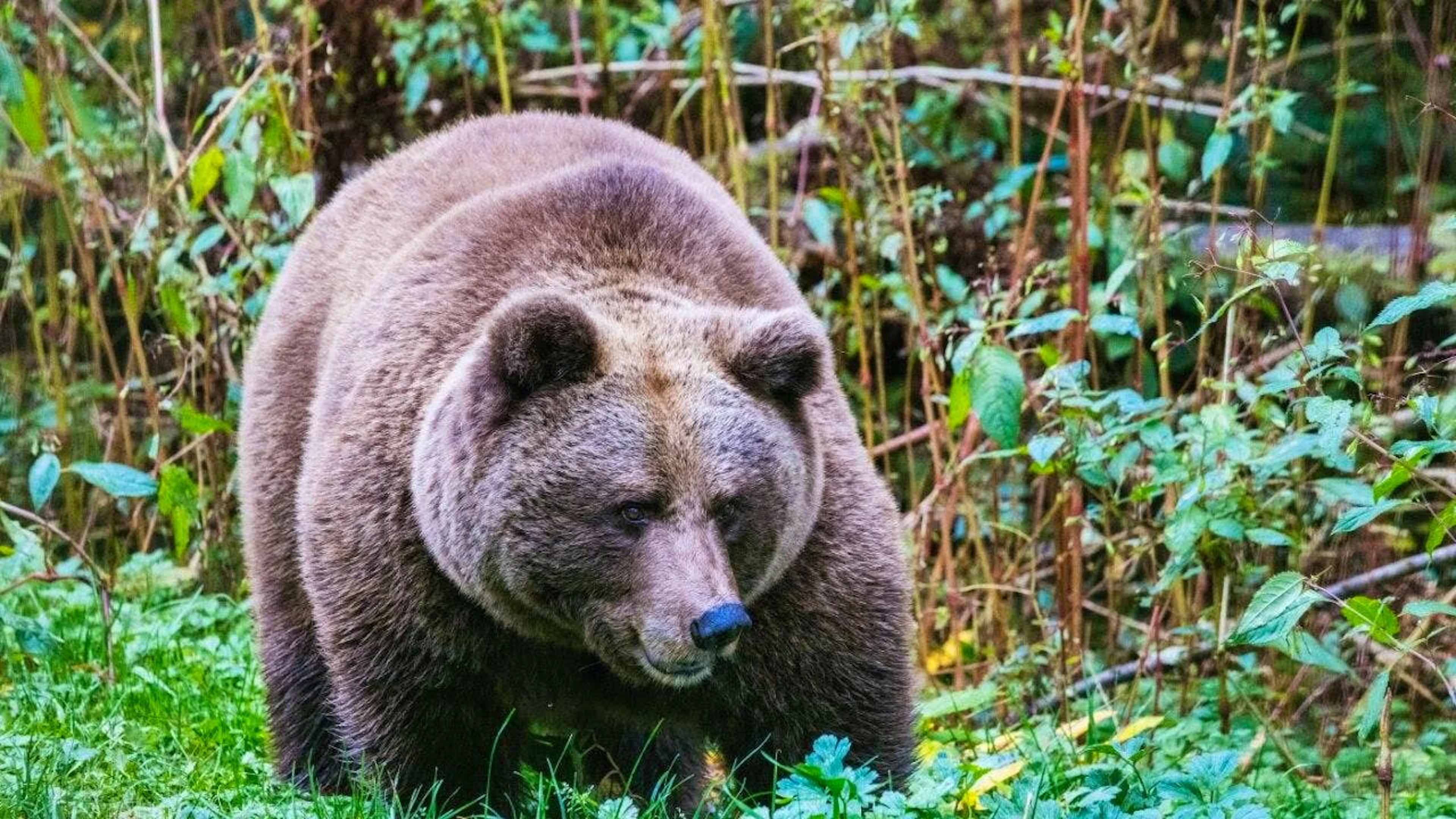 ARCHIV - Die Bärin Isa steht in einem Gehege im "Alternativen Wolf- und Bärenpark Schwarzwald" hinter einem Zaun. Foto: Philipp von Ditfurth/dpa