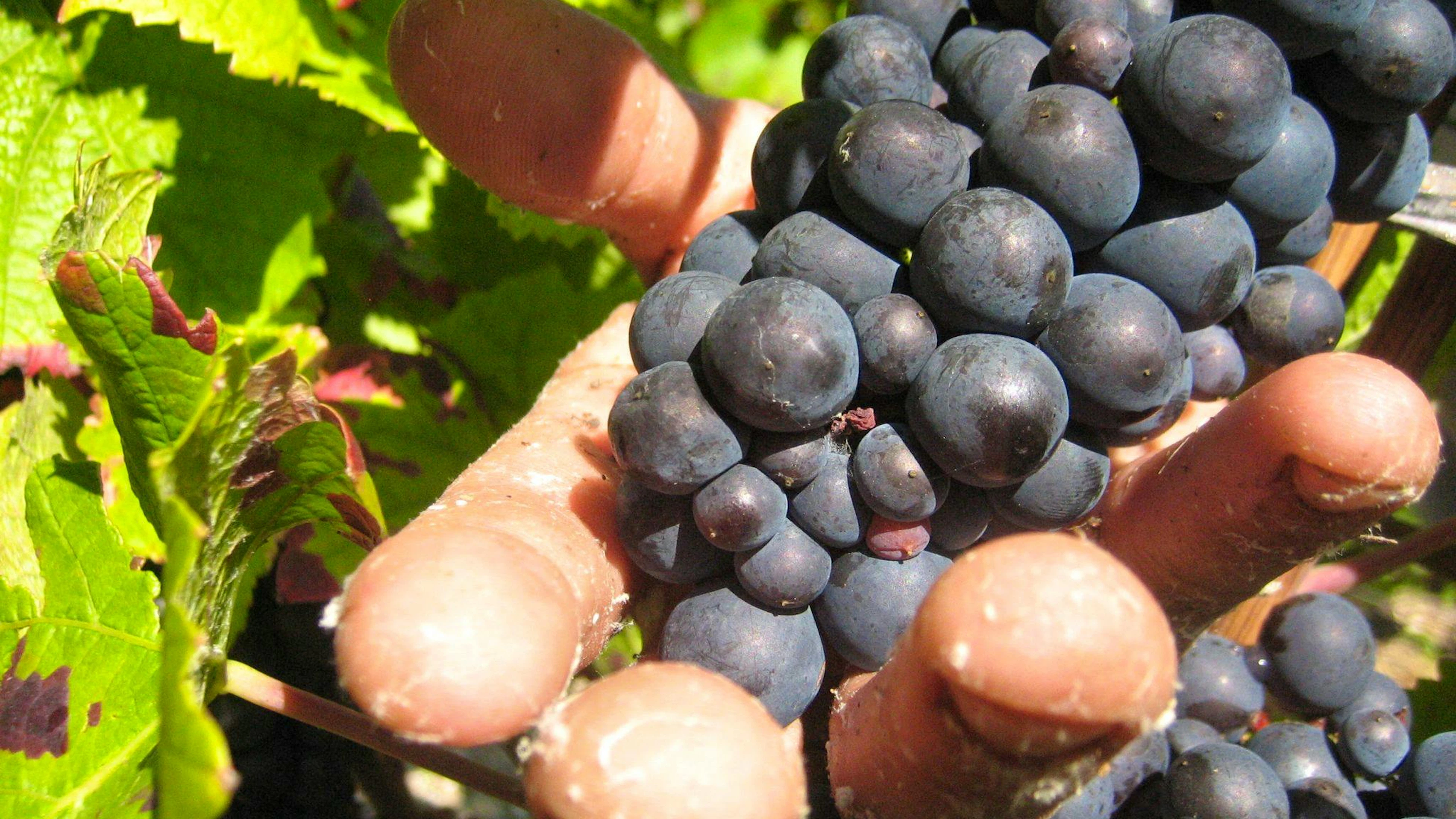 In der Weinbauregion Champagne sind Erntehelfer skrupellos ausgebeutet worden.