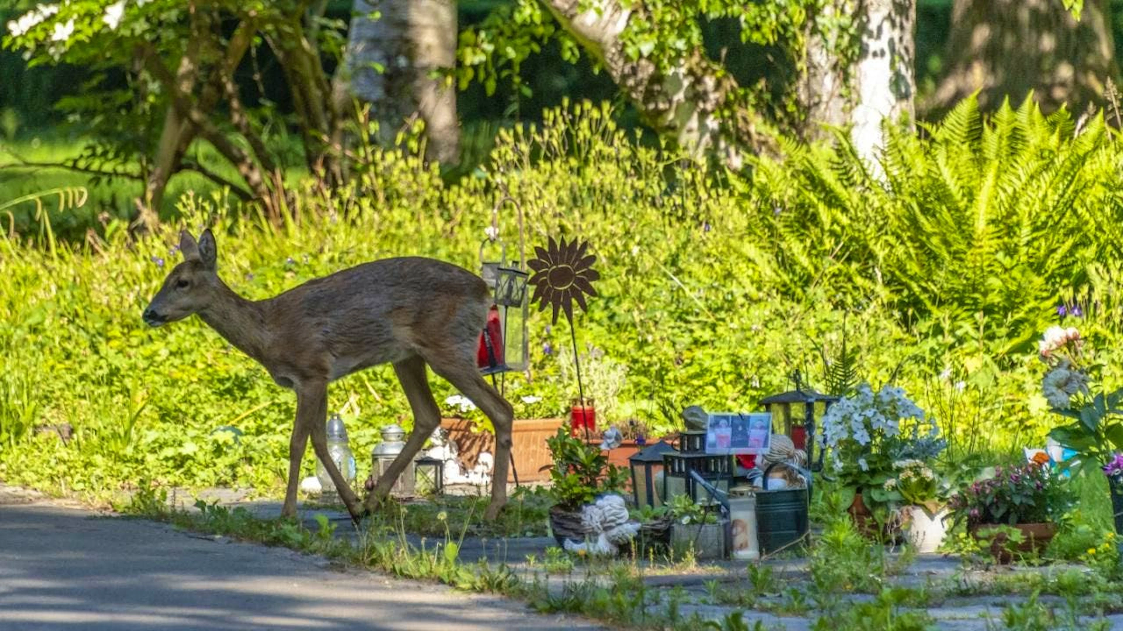 Gli animali non si sono fatti intimidire dai tentativi di allontanamento messi in atto dalle autorità. (Immagine simbolica)