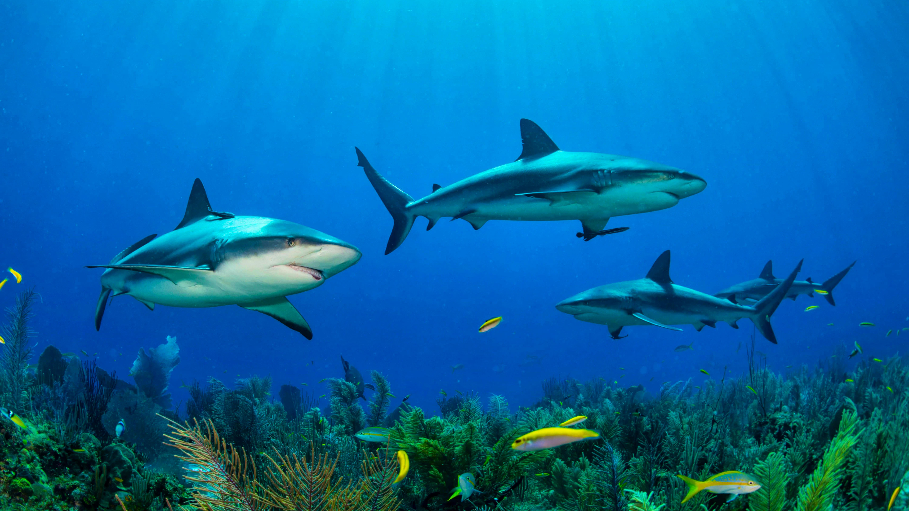 Four Caribbean reef sharks - impressive, but mostly harmless to humans: shark attacks are extremely rare.