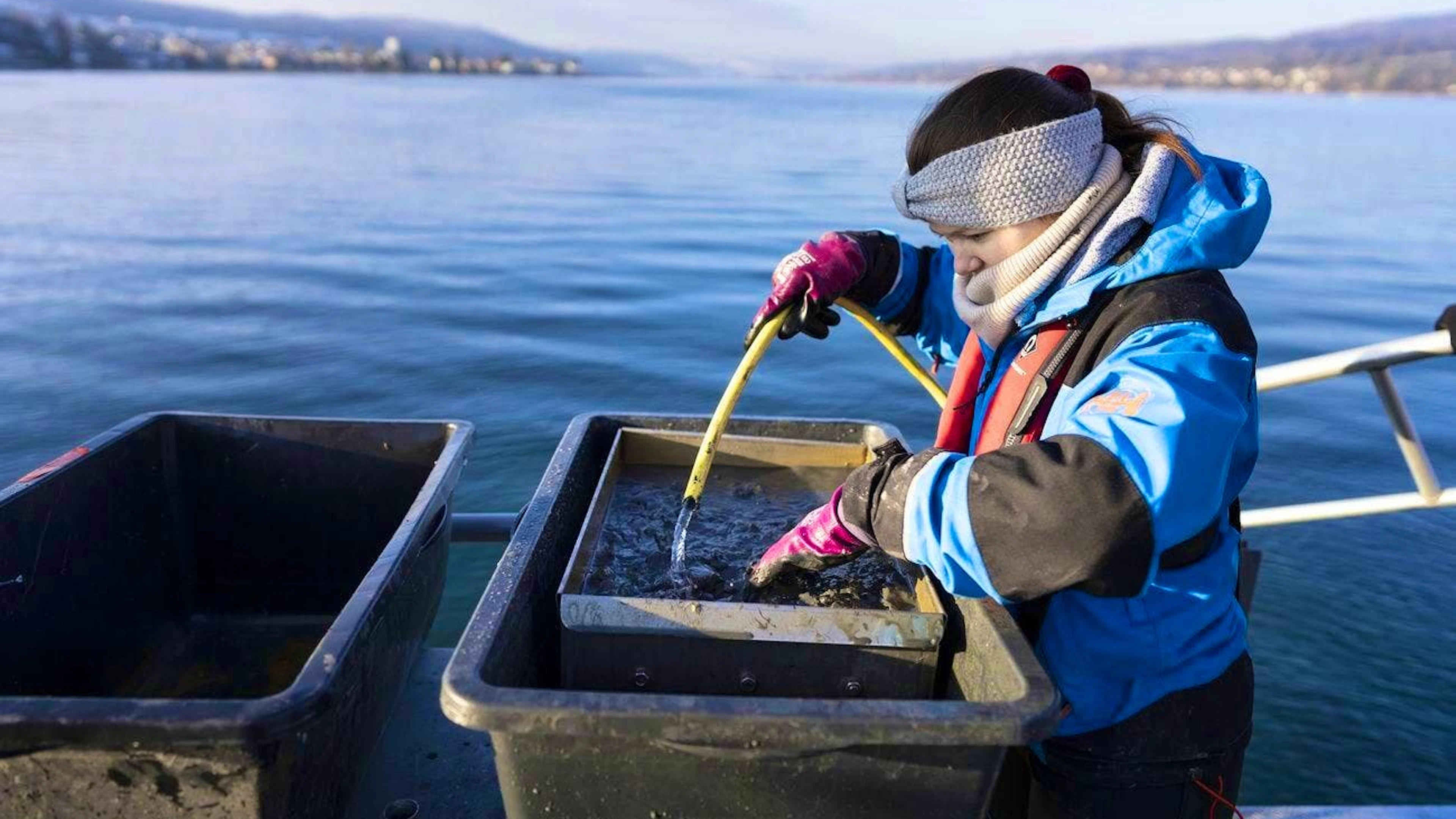 Researchers from the Swiss Federal Institute of Aquatic Science and Technology (Eawag) take sediment samples from the bottom of Lake Constance to investigate the occurrence and reproduction of quagga mussels. (January 16, 2024)