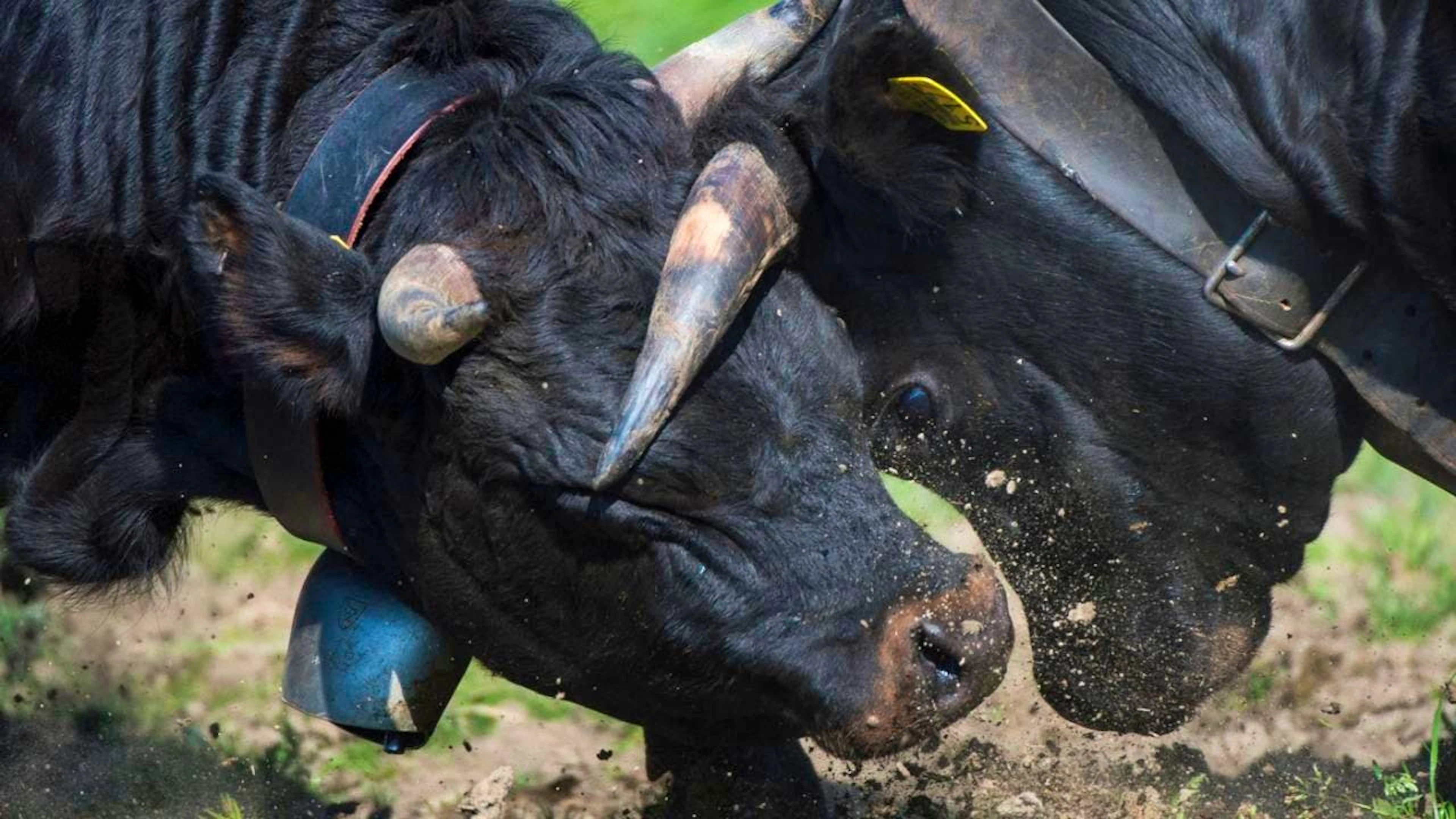 Le combat des reines de Bonatchiesse en Valais a été repoussé d'une année. Les organisateurs n'ont pas voulu prendre de risque face à l'apparition de cas de dermatose nodulaire. (Photo d'illustration)