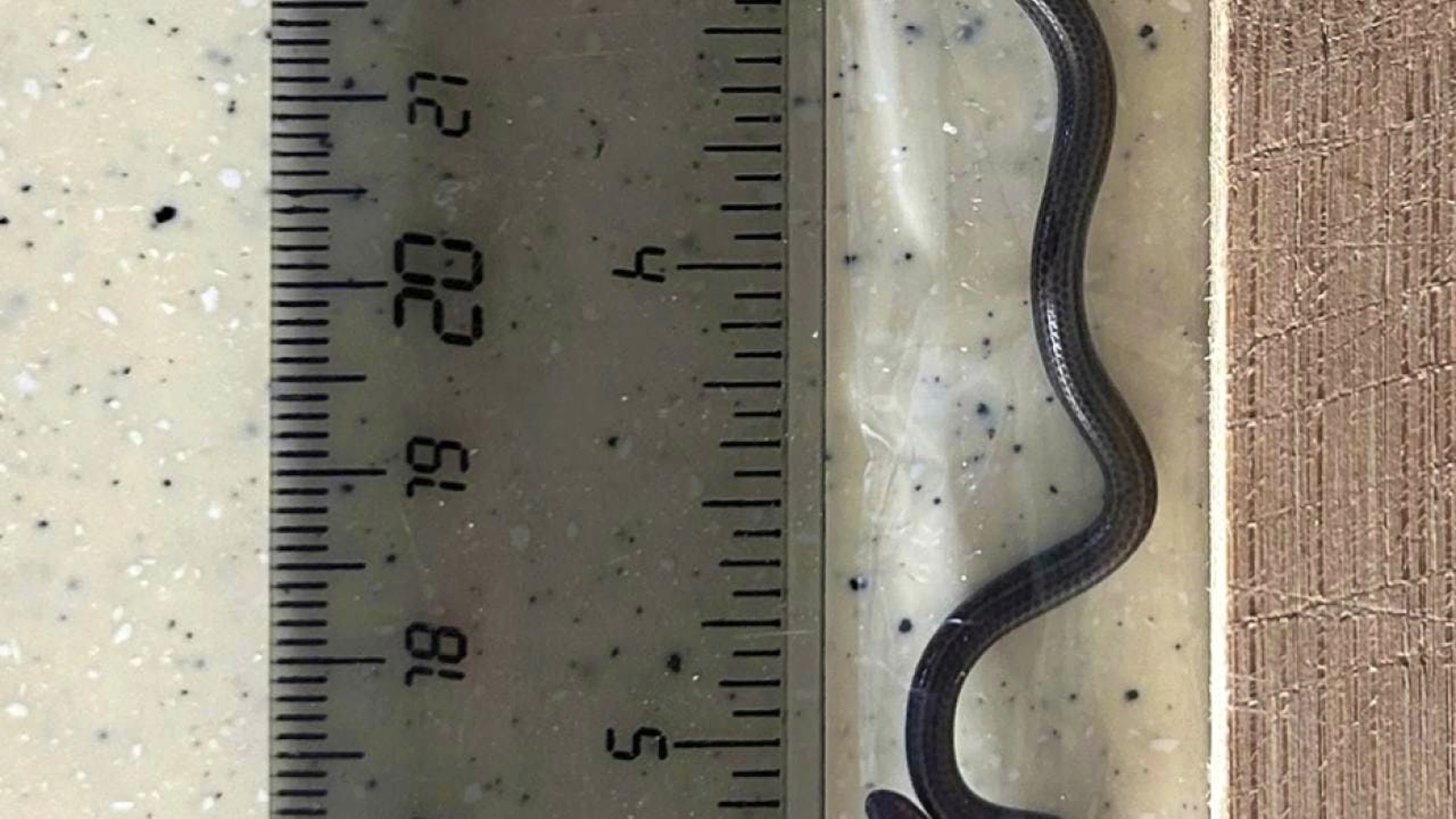 Le serpent fil de la Barbade ne mesure que huit à dix centimètres de long une fois adulte.