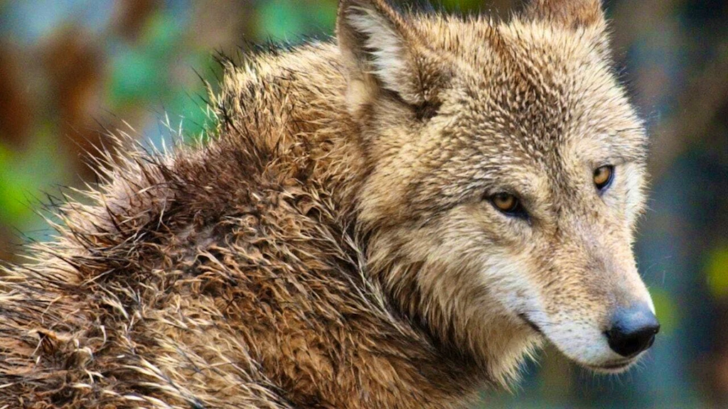 St. Gallen permit for shooting wolves in the canton was unlawful