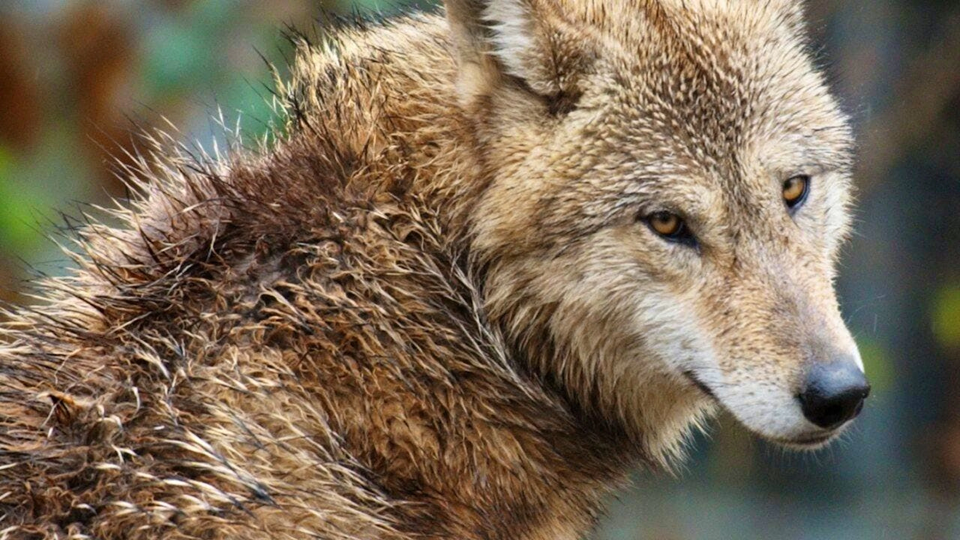 Per i supremi giudici di Losanna le autorità sangallesi hanno preso la decisione di abbattimento alla leggera. (Immagine simbolica)