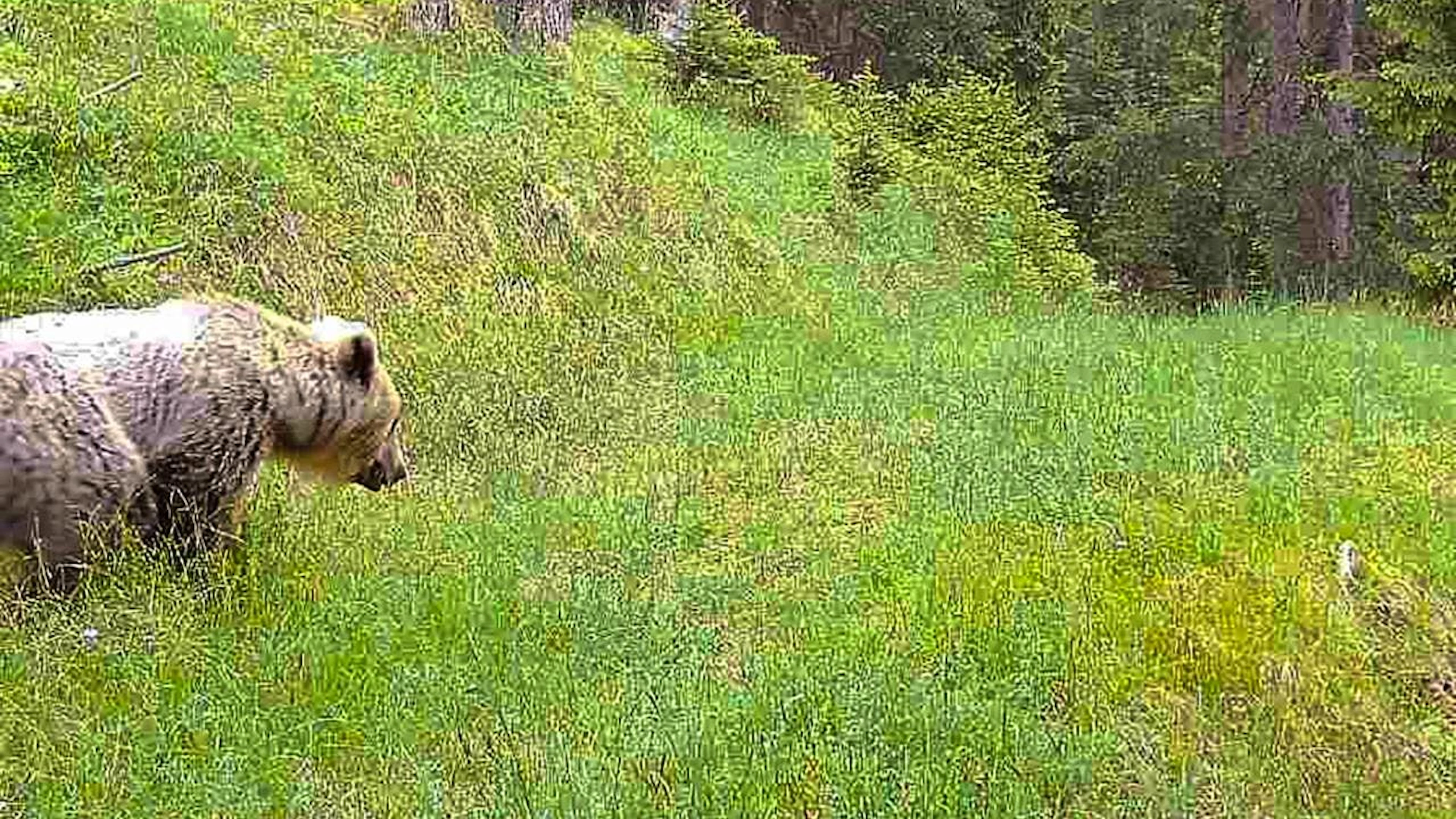 Un orso, immortalato da una fototrappola lo scorso 10 giugno a Bergün (GR). (immagine d'archivio)