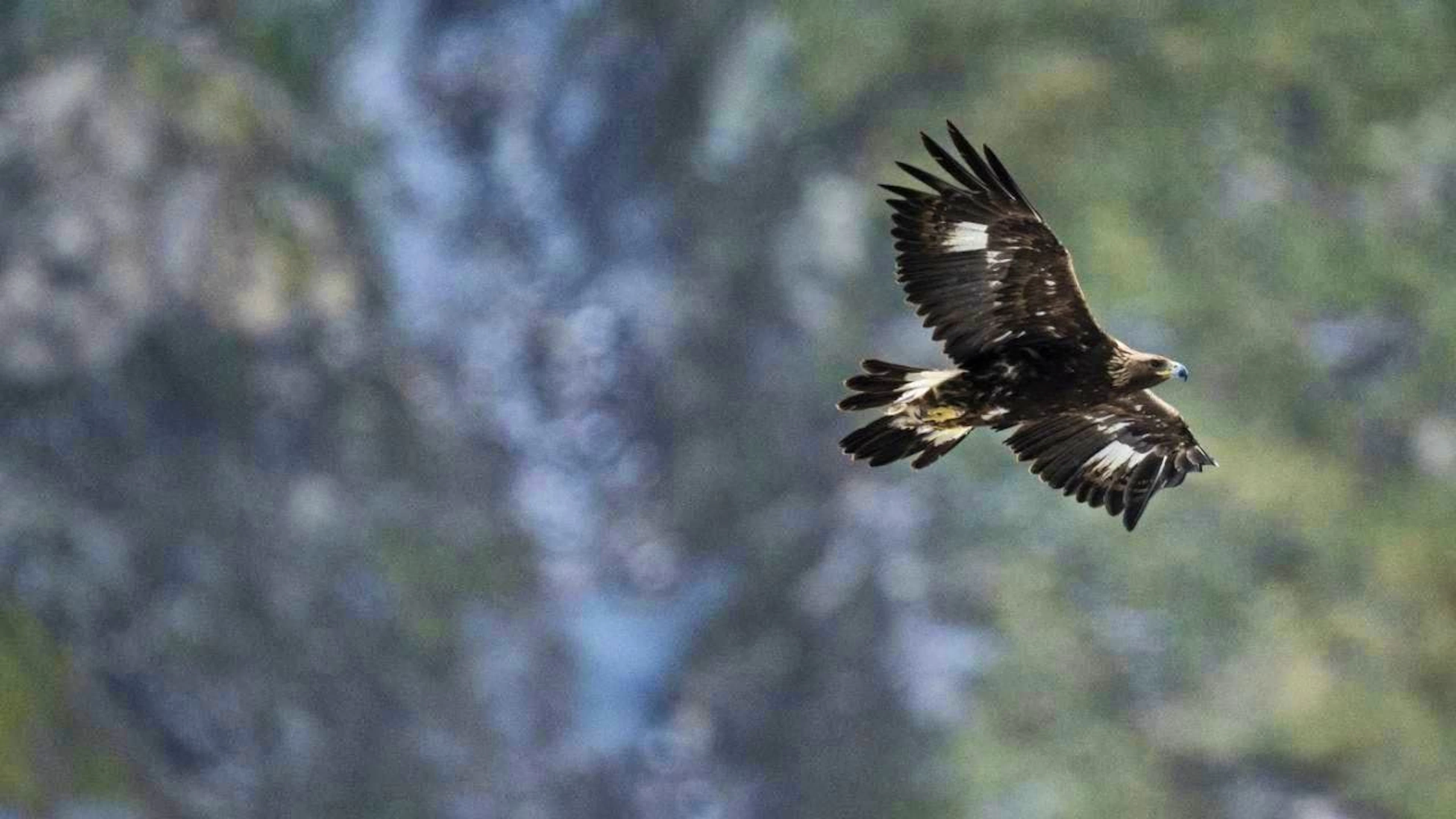 After an absence of 170 years, a golden eagle fledged in mid-July in the Jura department in France. (archive picture)