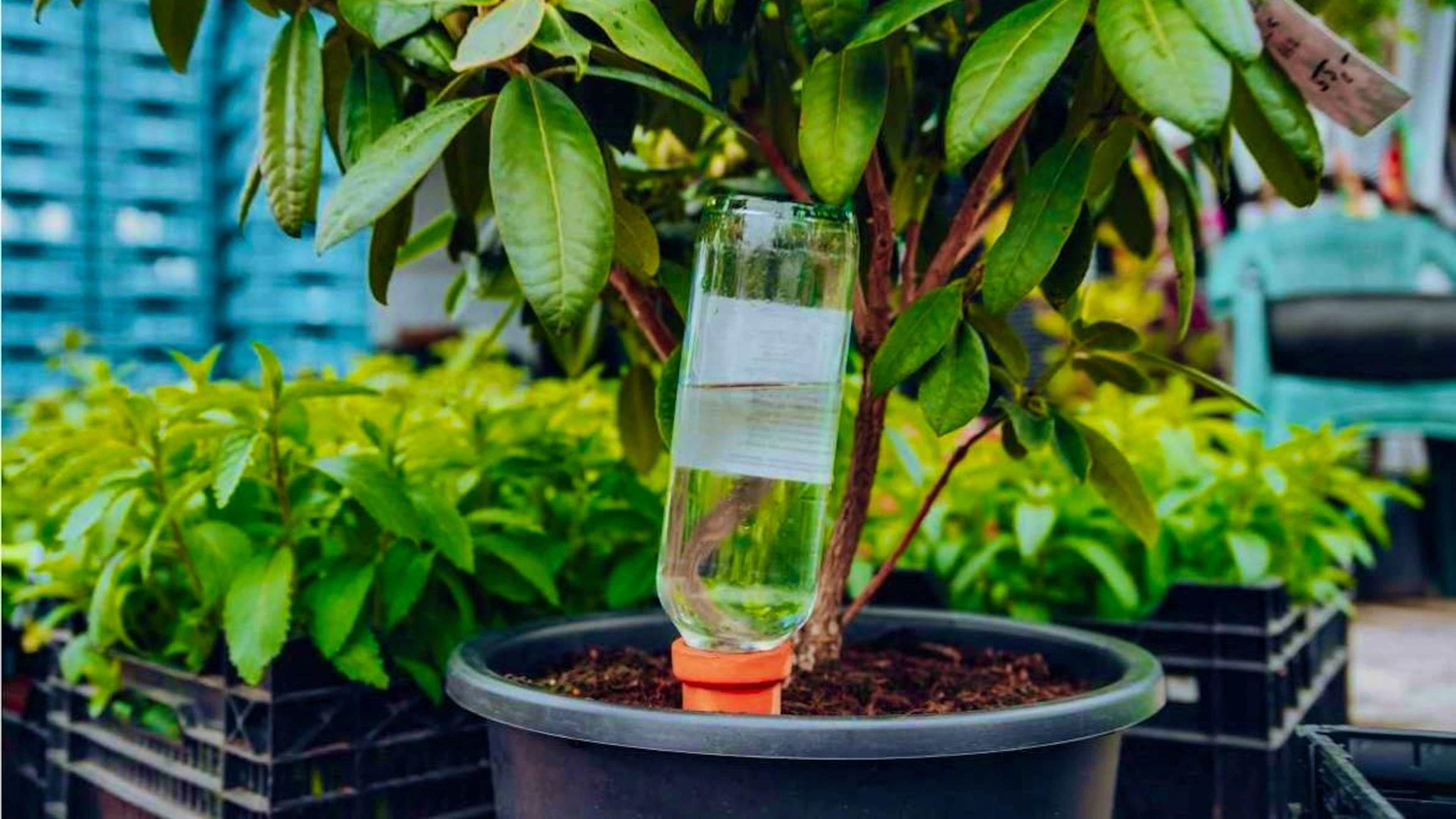 Le punte di argilla rilasciano lentamente l'acqua e mantengono il terreno uniformemente umido. Un metodo semplice e sostenibile per innaffiare le piante durante le vacanze.