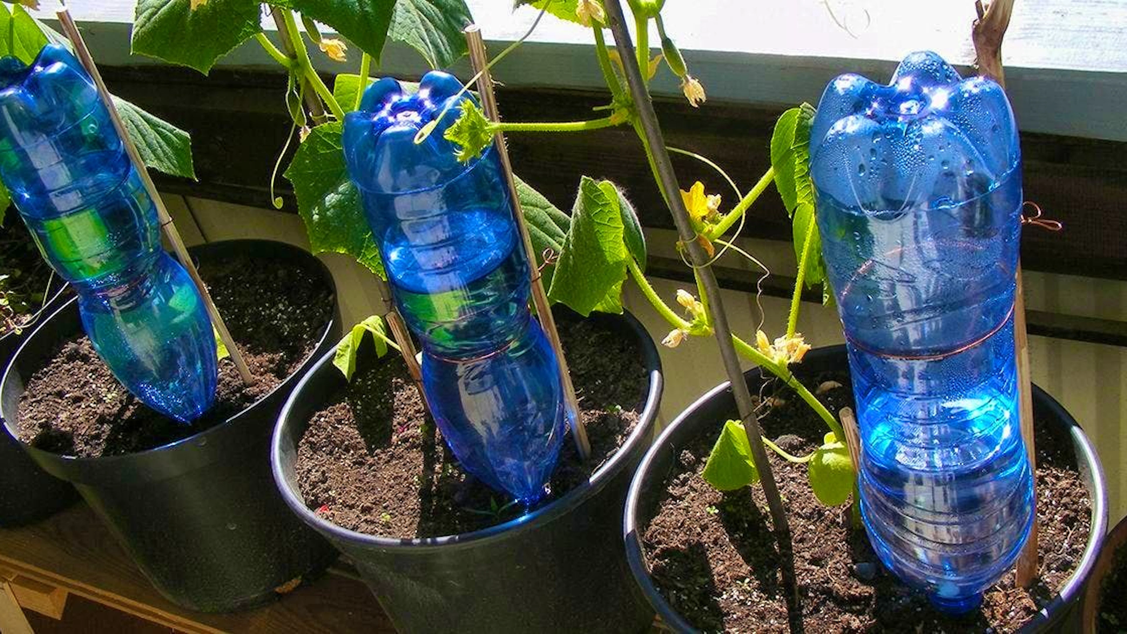 Pratiche ed economiche: le bottiglie in PET capovolte rilasciano gradualmente l'acqua nel terreno, ideali per le vacanze brevi.