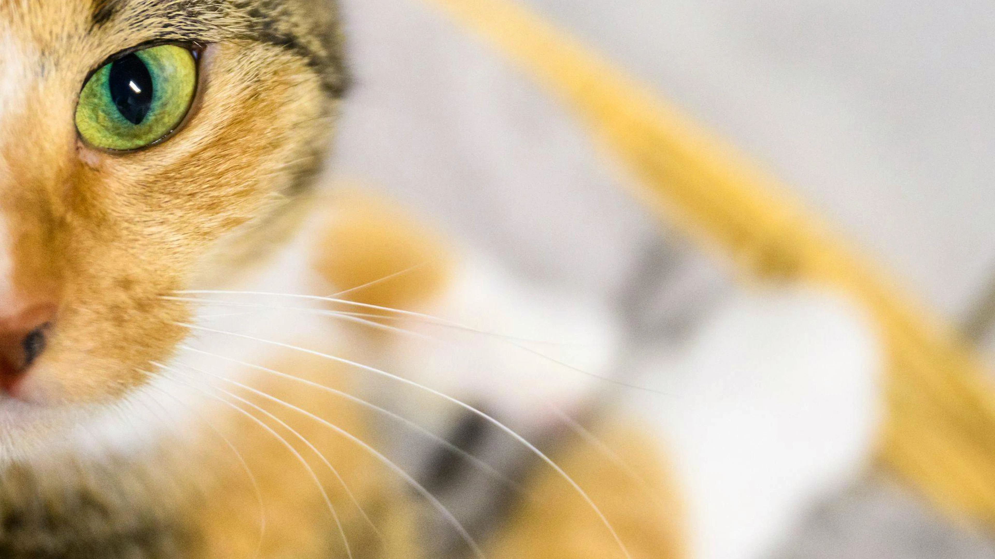In Bayern wurde eine Katze per Paket verschickt. (Symbolbild)