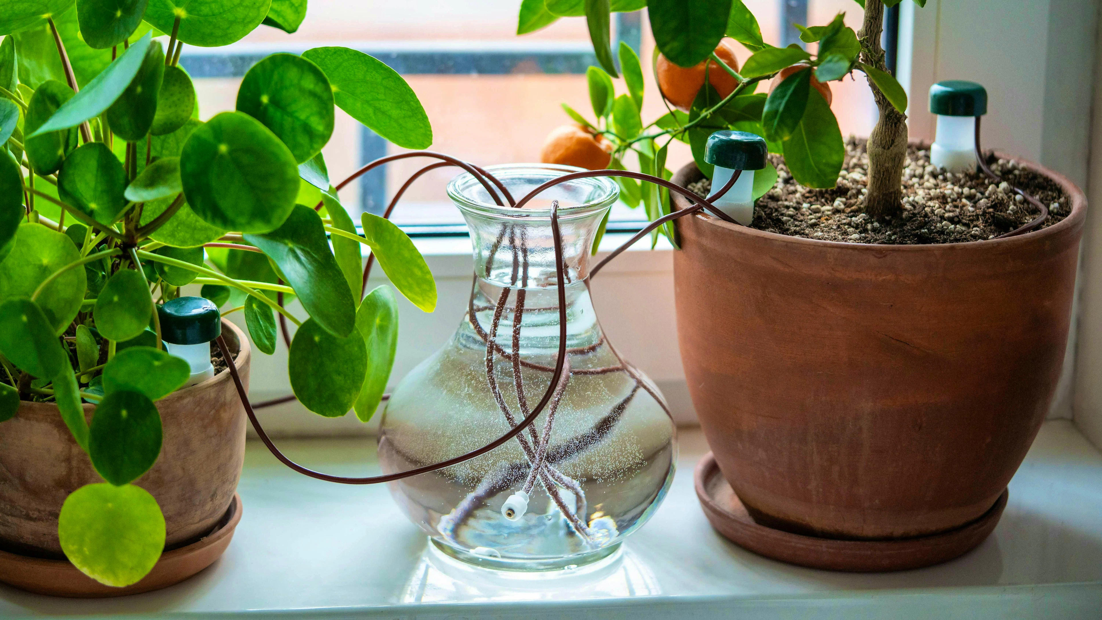 Un semplice sistema di auto-irrigazione: la pianta attinge la propria acqua da un vaso adiacente tramite tubi sottili - ideale per le vacanze.