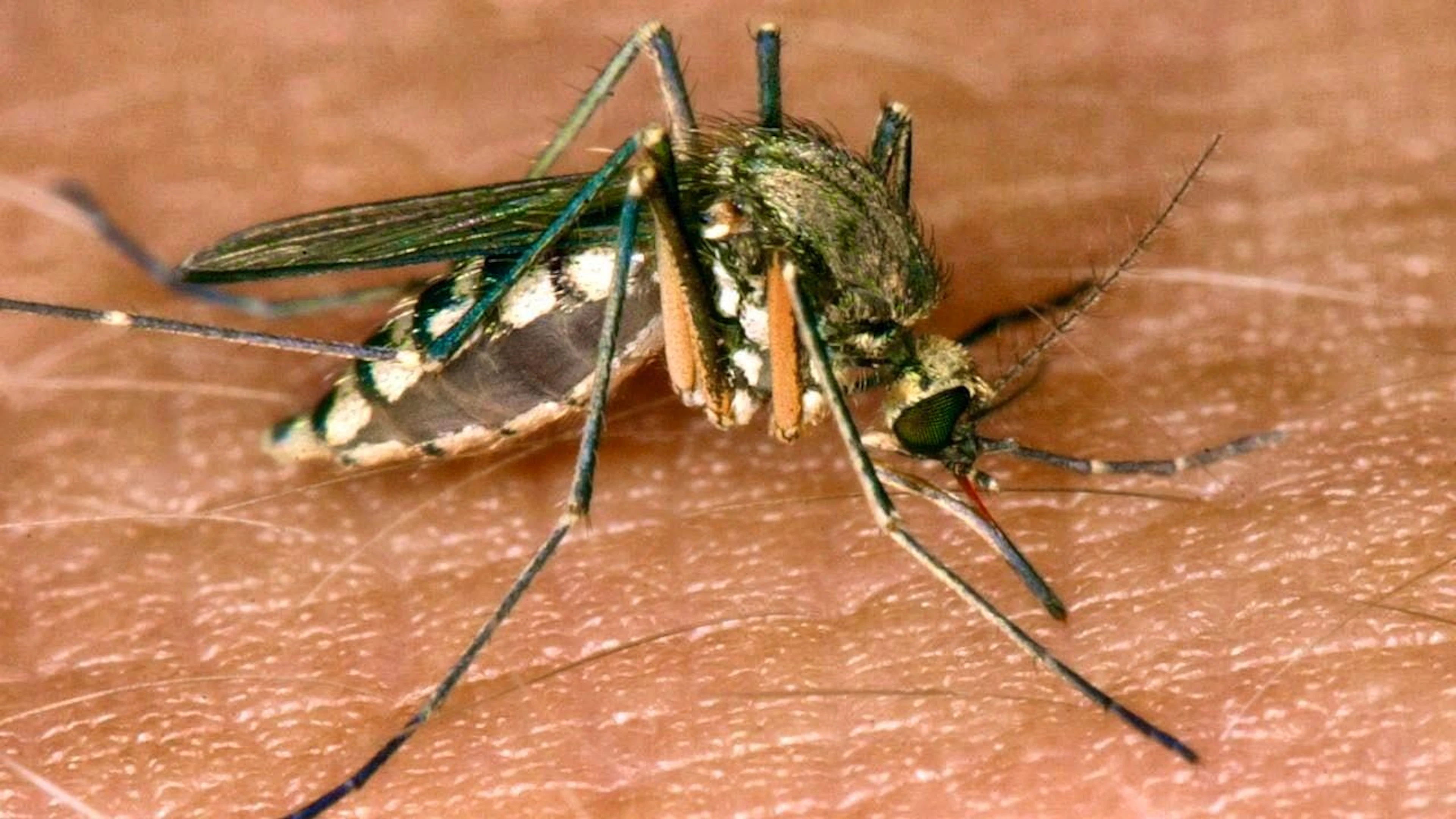 ARCHIVE - A mosquito sucks blood from the skin. Photo: Andreas Lander/dpa-Zentralbild/dpa/Symbolic image