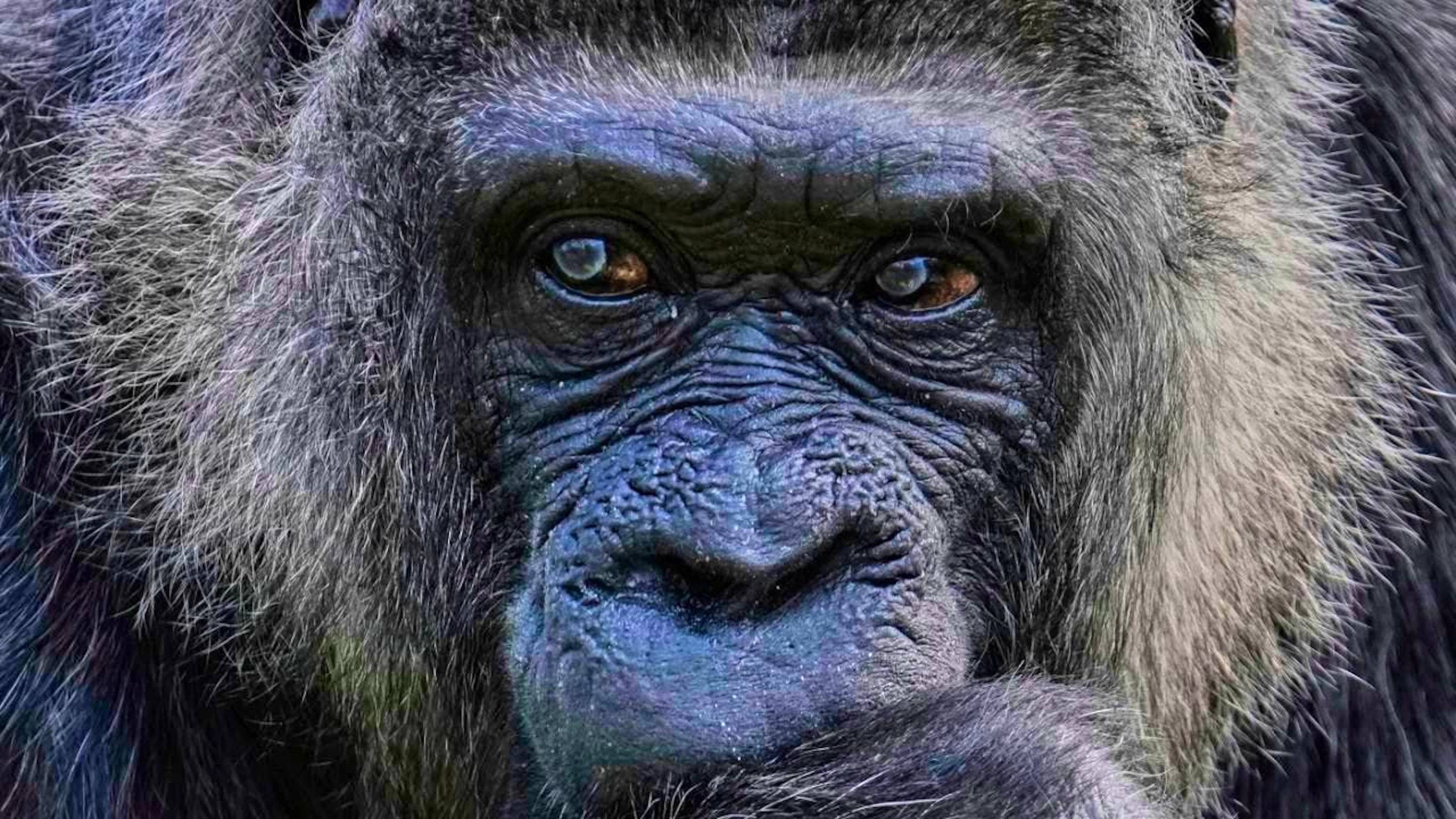 Female gorillas use feminist networks when getting to know new conspecifics. (archive picture)