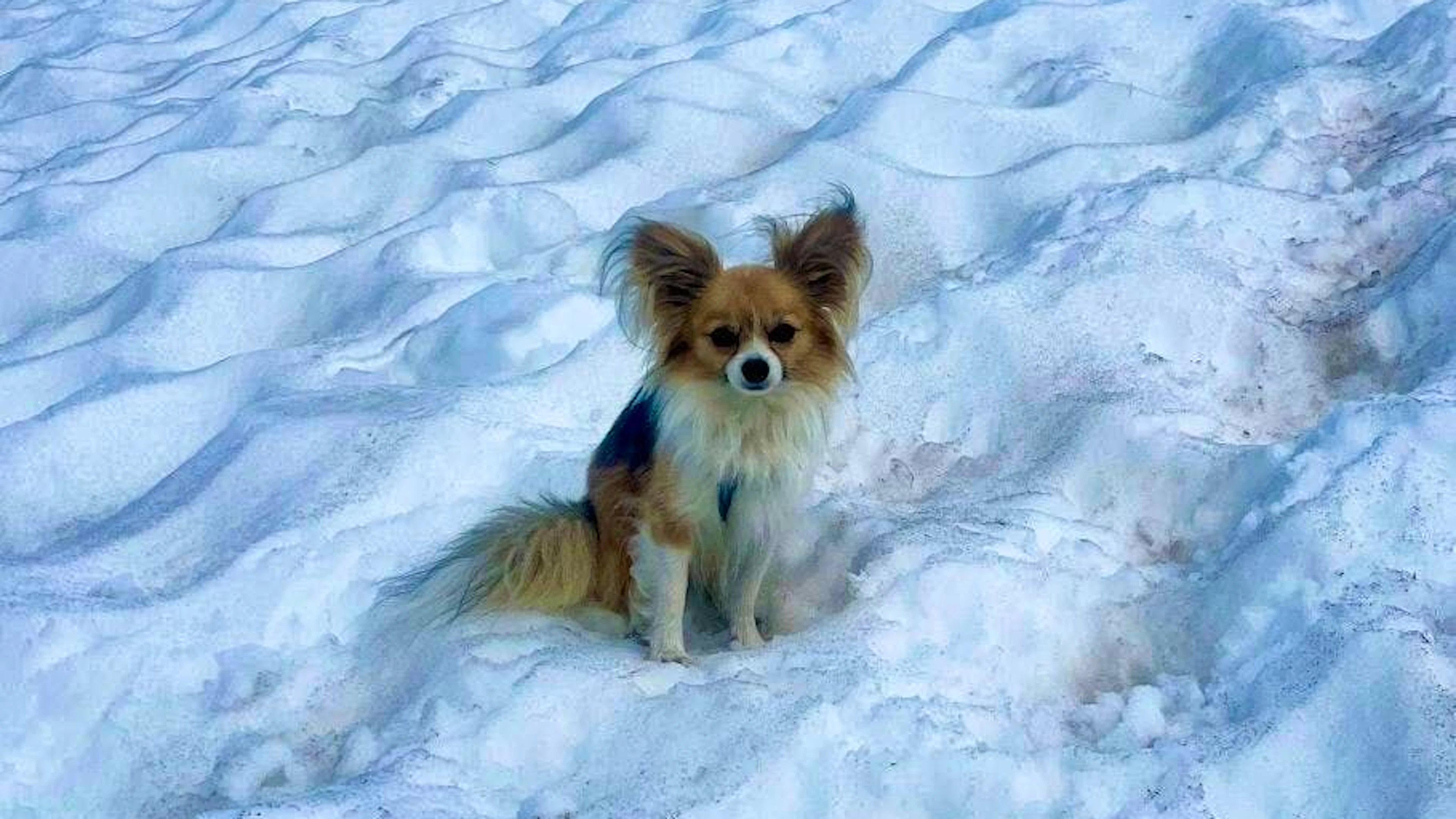 Chihuahua Philipp: Teierian hero rescues his master.