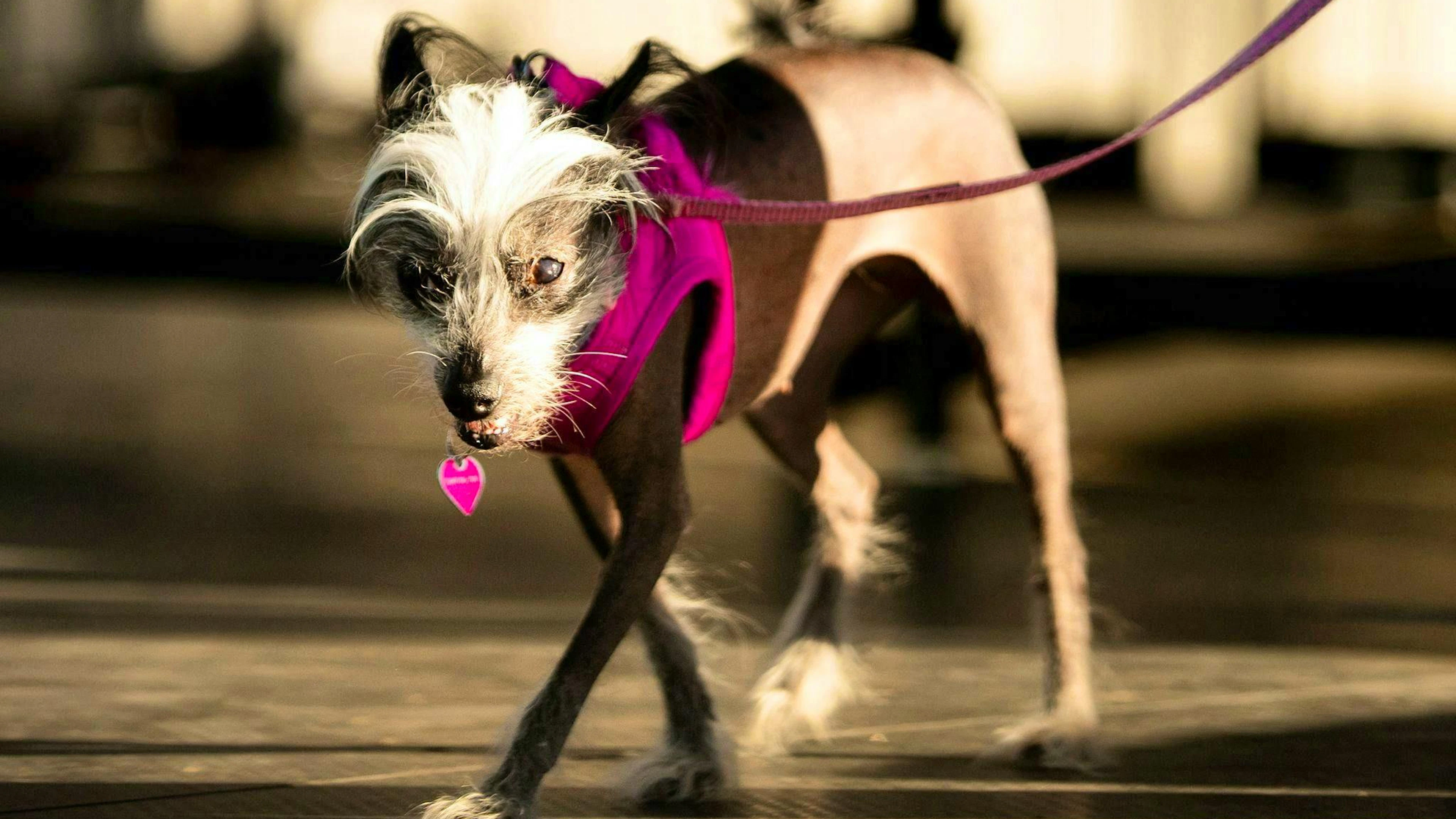 Instead of cuddly fur, Poppy had plenty of bare skin to offer.