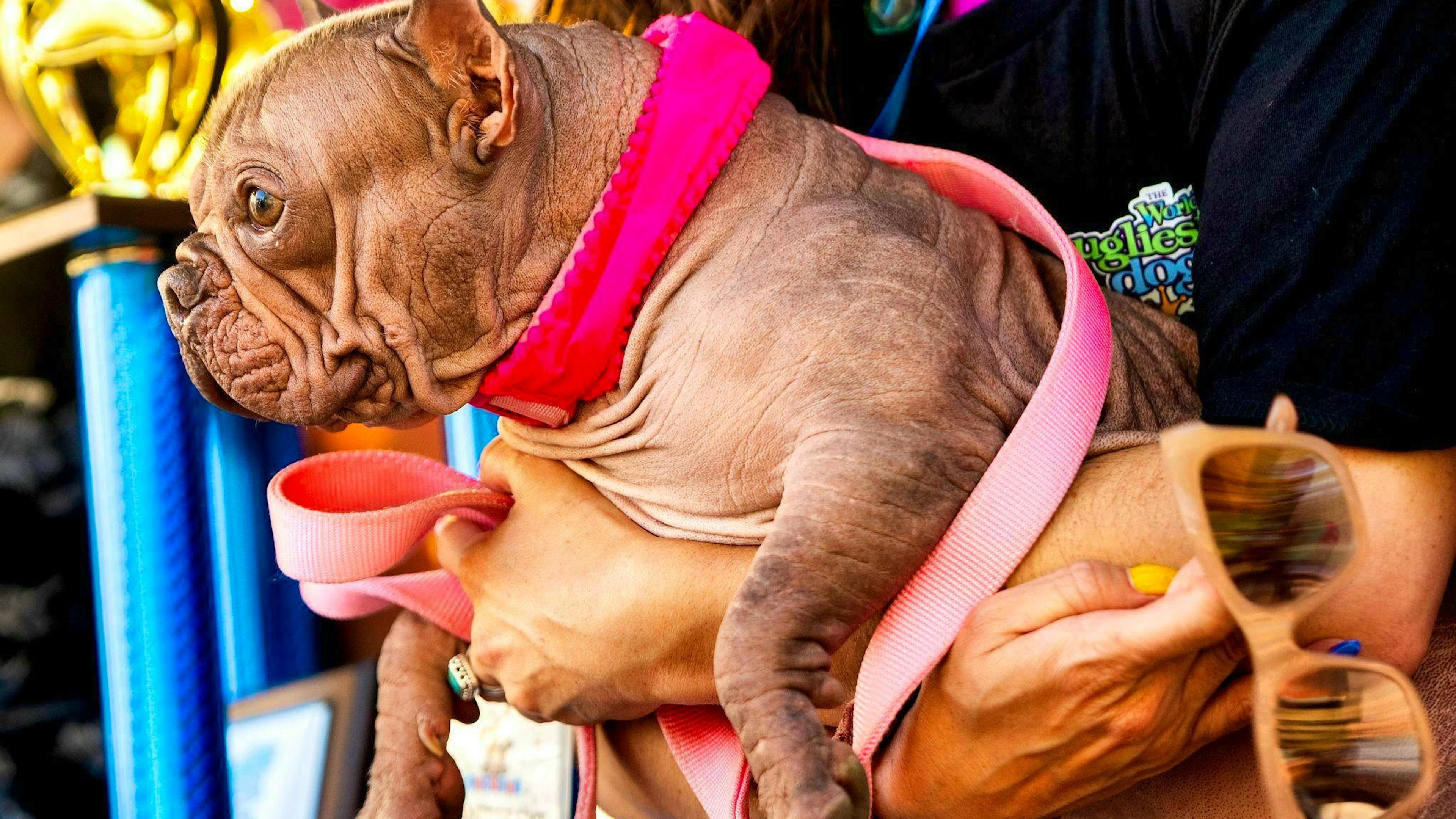 It doesn't get any uglier than this, said the judges - and crowned Petunia the winner.