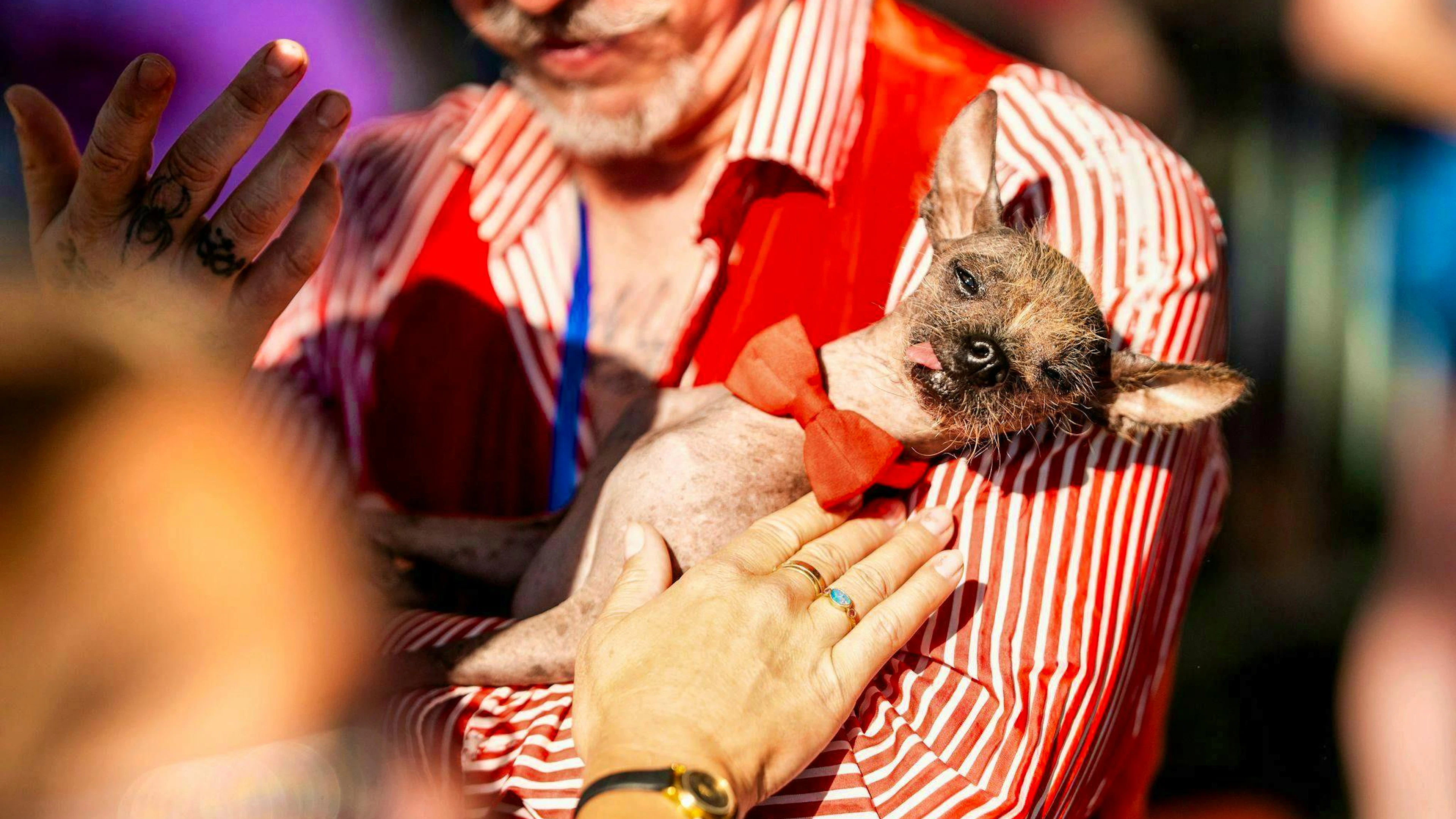 The curious competition has been held in California for almost 50 years. 