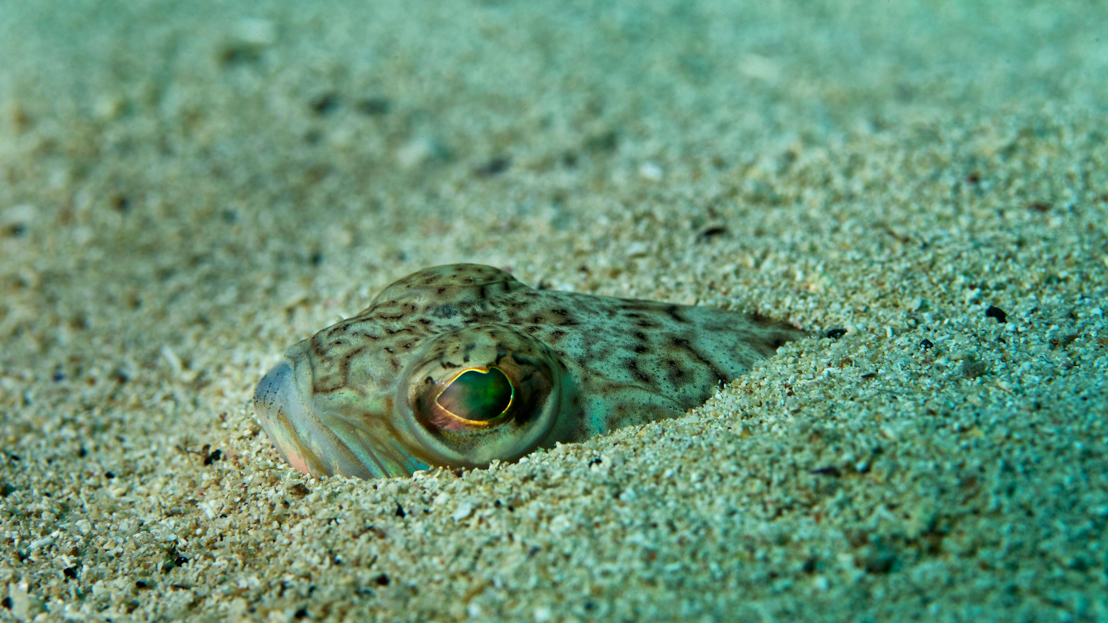 Tracina o pesce ragno