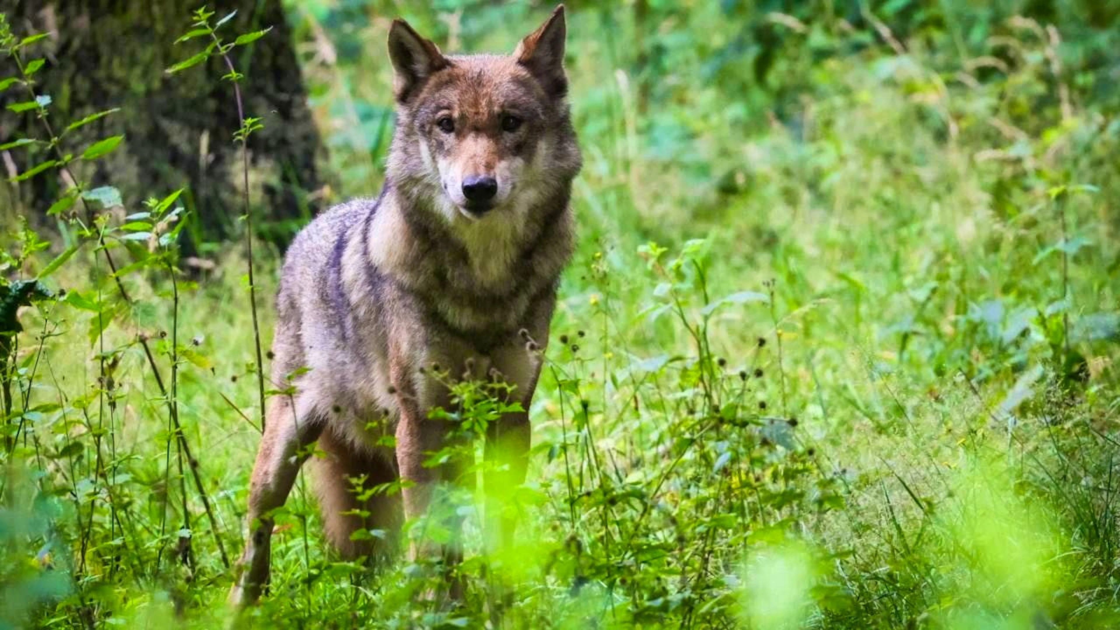 ARCHIVE - An adult female wolf stands in her enclosure at the zoo. Photo: Christian Charisius/dpa