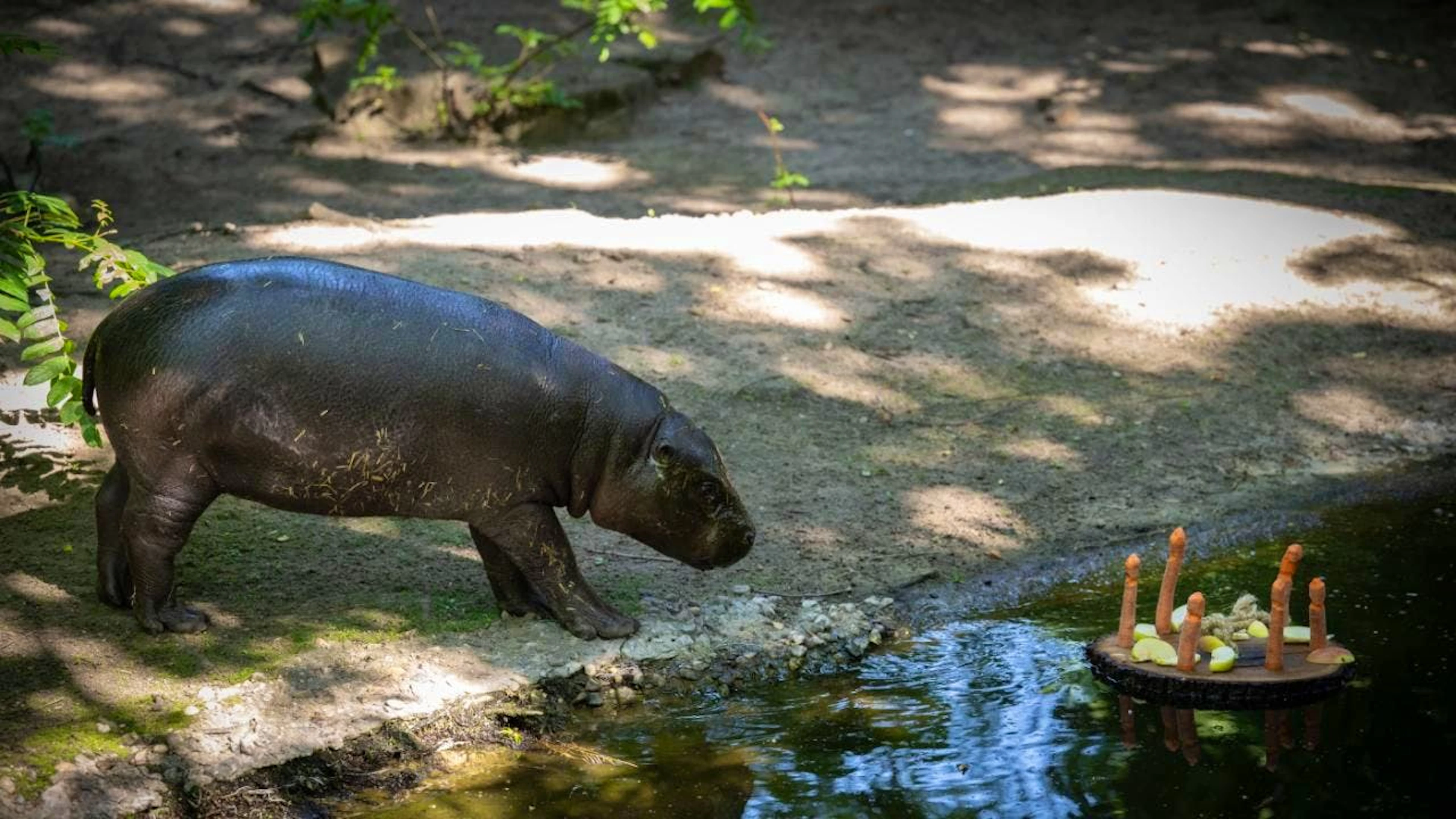 Für das beliebte Zwergflusspferd Toni aus dem Berliner Zoo heisst es in wenigen Tagen "au revoir". (Archivbild)
