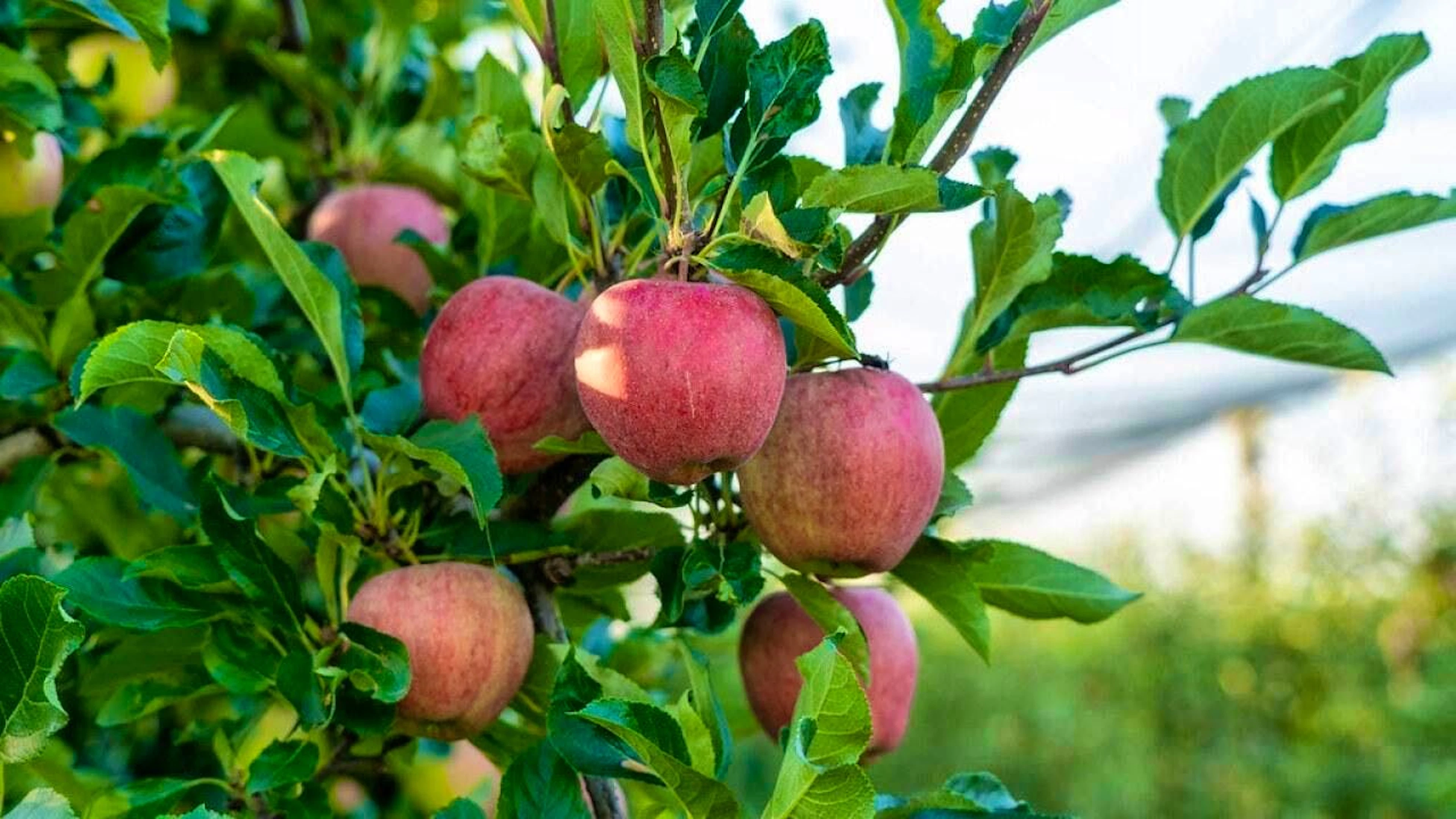 The Gala variety remains the most widely grown apple in Switzerland.
