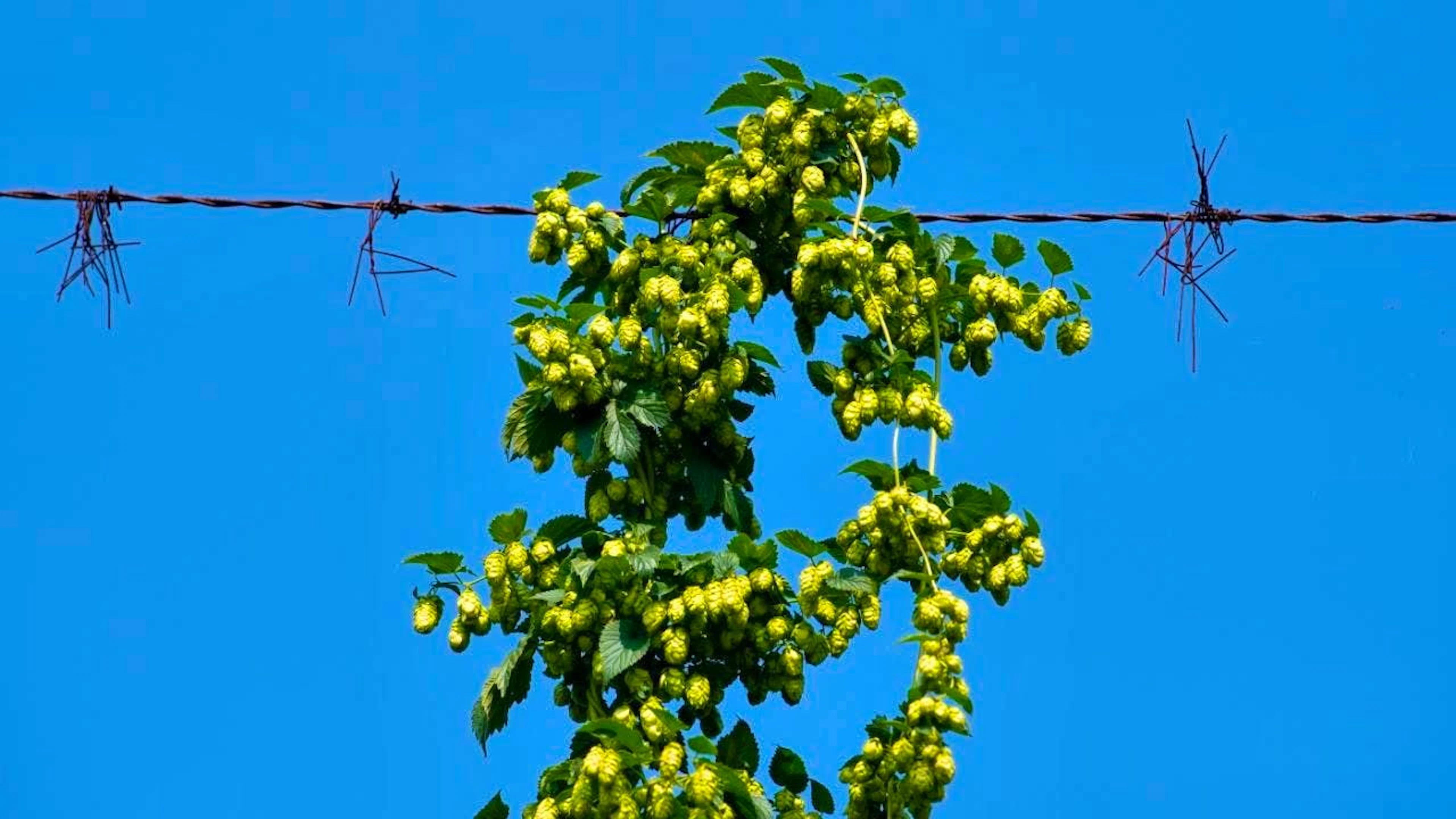 Bavaria: Hops growing in a field. (archive picture)