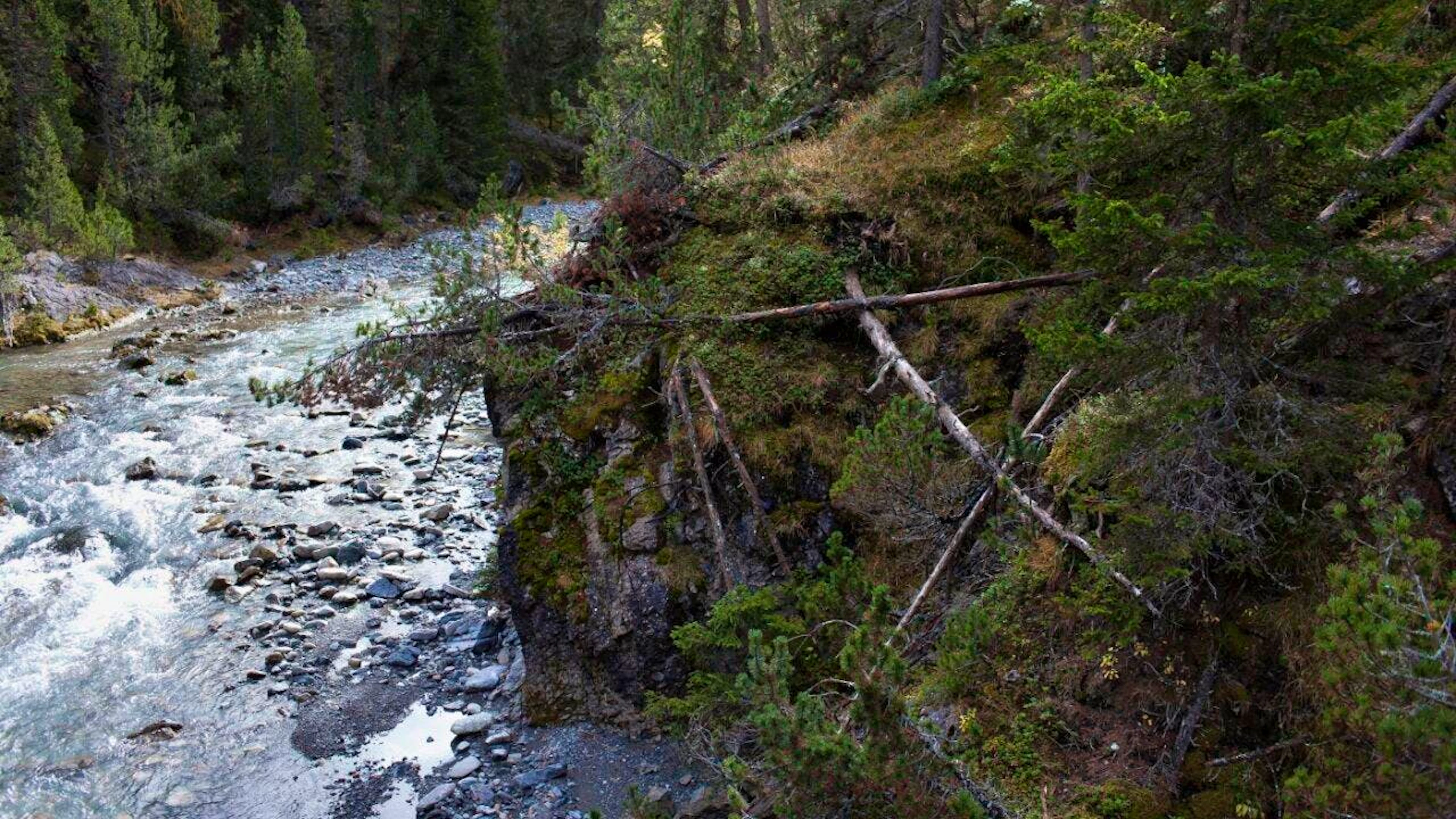 Durante i lavori di risanamento del fiume Spöl, circa 12'000 pesci verranno trasferiti a valle per via aerea. (immagine d'archivio)