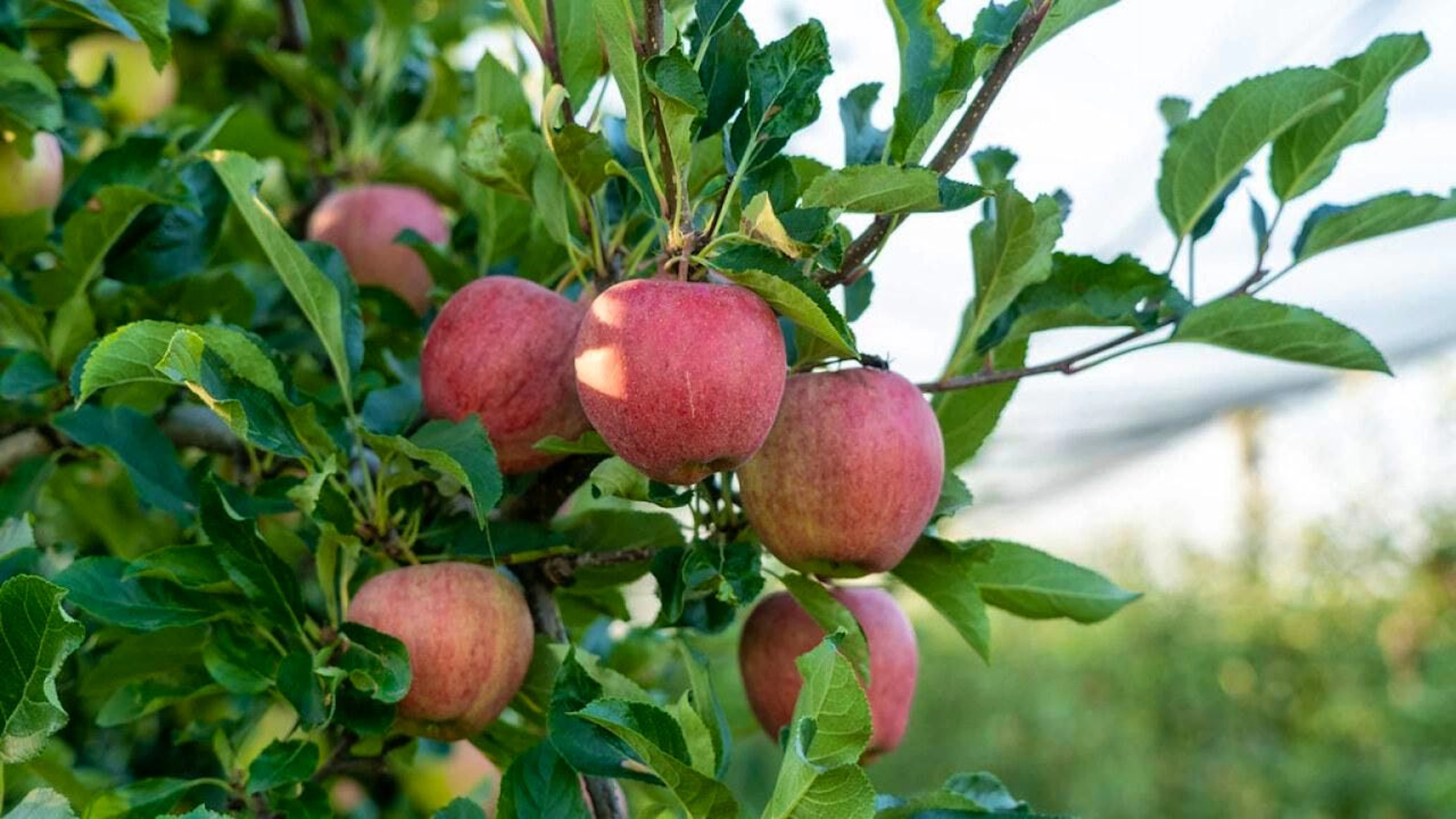 Die Sorte Gala bleibt weiterhin der am meisten angebaute Apfel in der Schweiz.