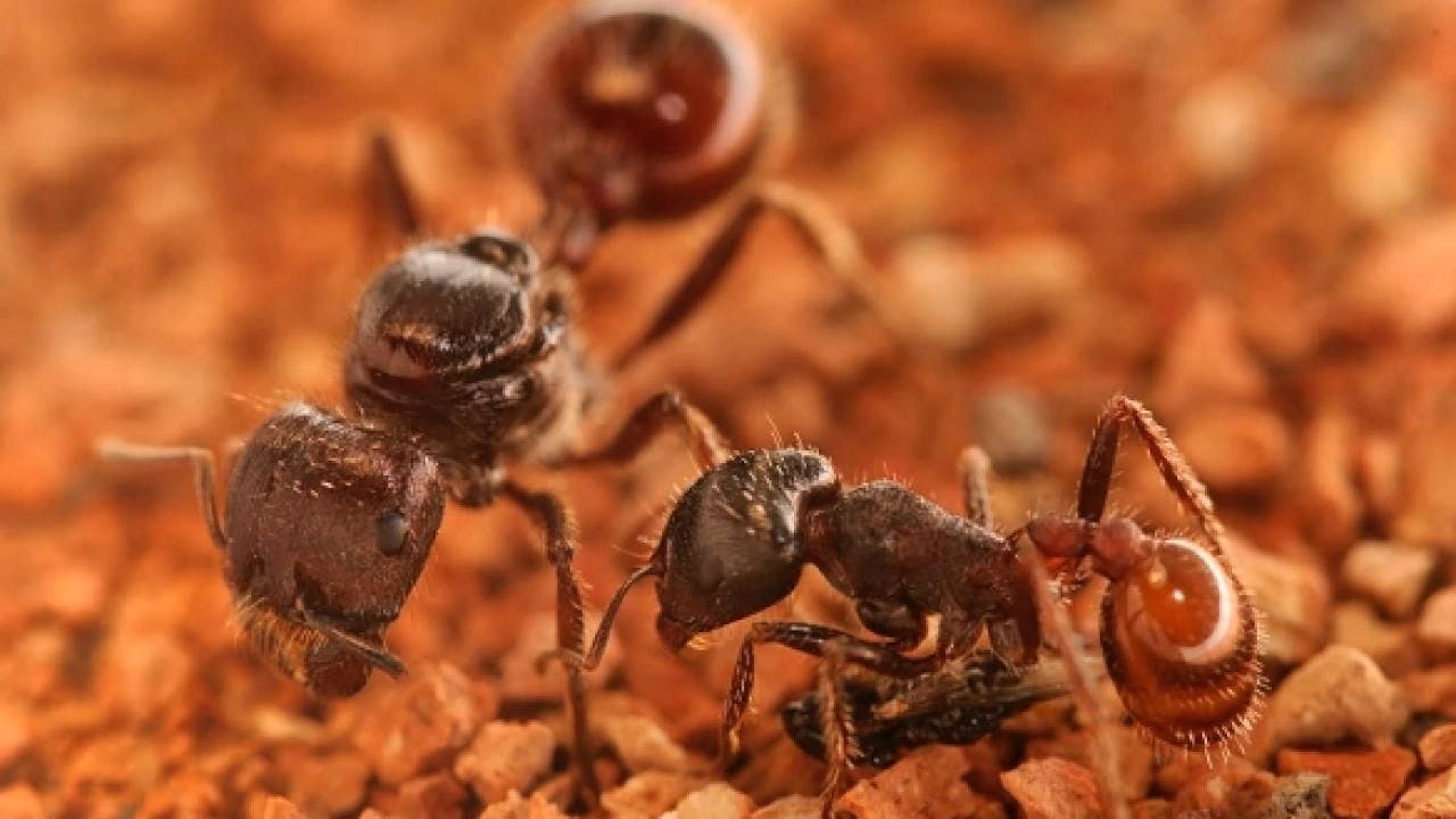 Königin und Arbeiterin? Das Schicksal der Ameisenart Pogonomyrmex hängt offenbar davon ab, ob sie unbefruchtete Eier als Futter erhielt oder nicht.