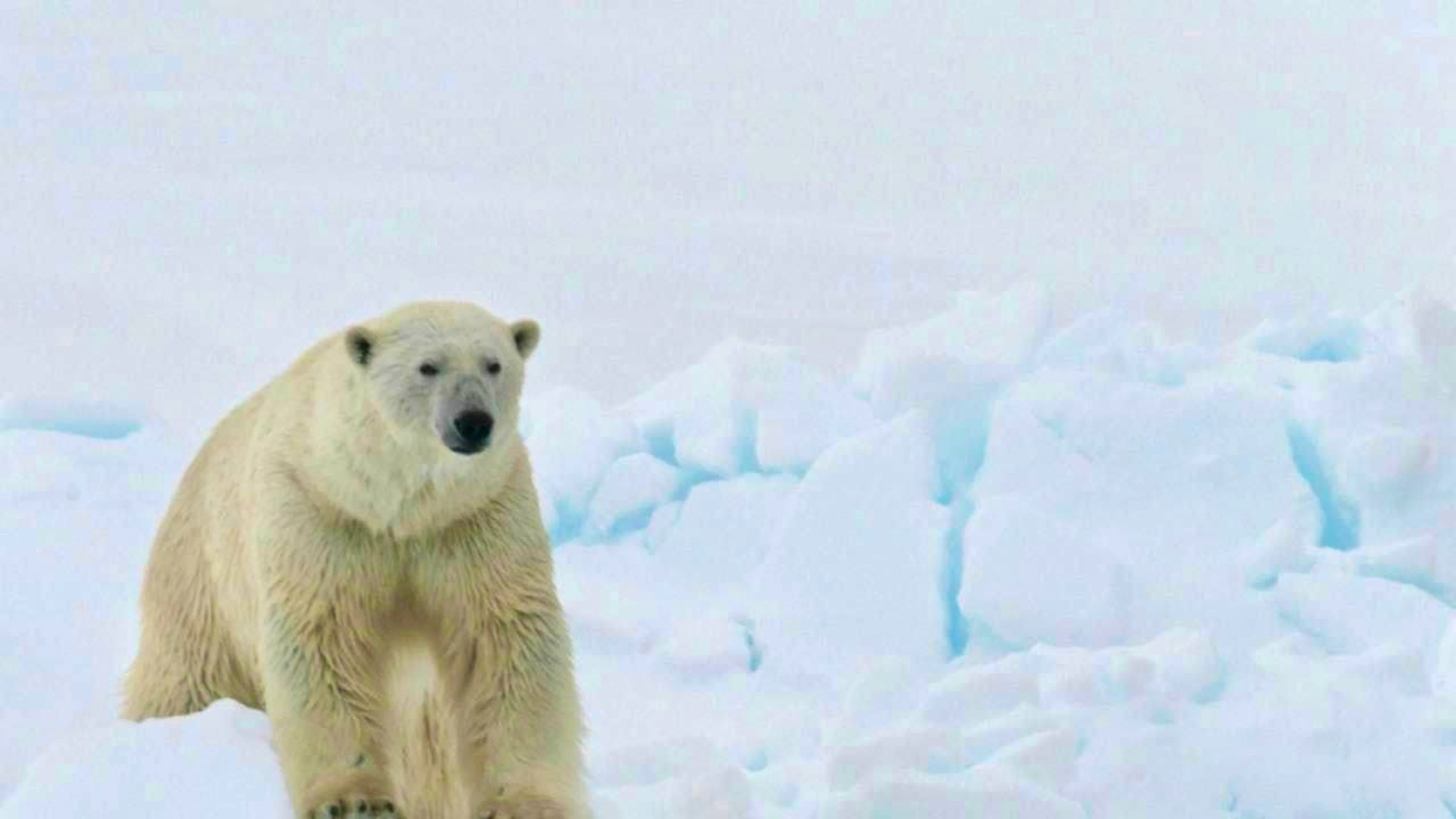 According to a study, Spitsbergen's glaciers lost around 62 billion tons of ice in the summer of 2024, most of it within six weeks. (archive image)