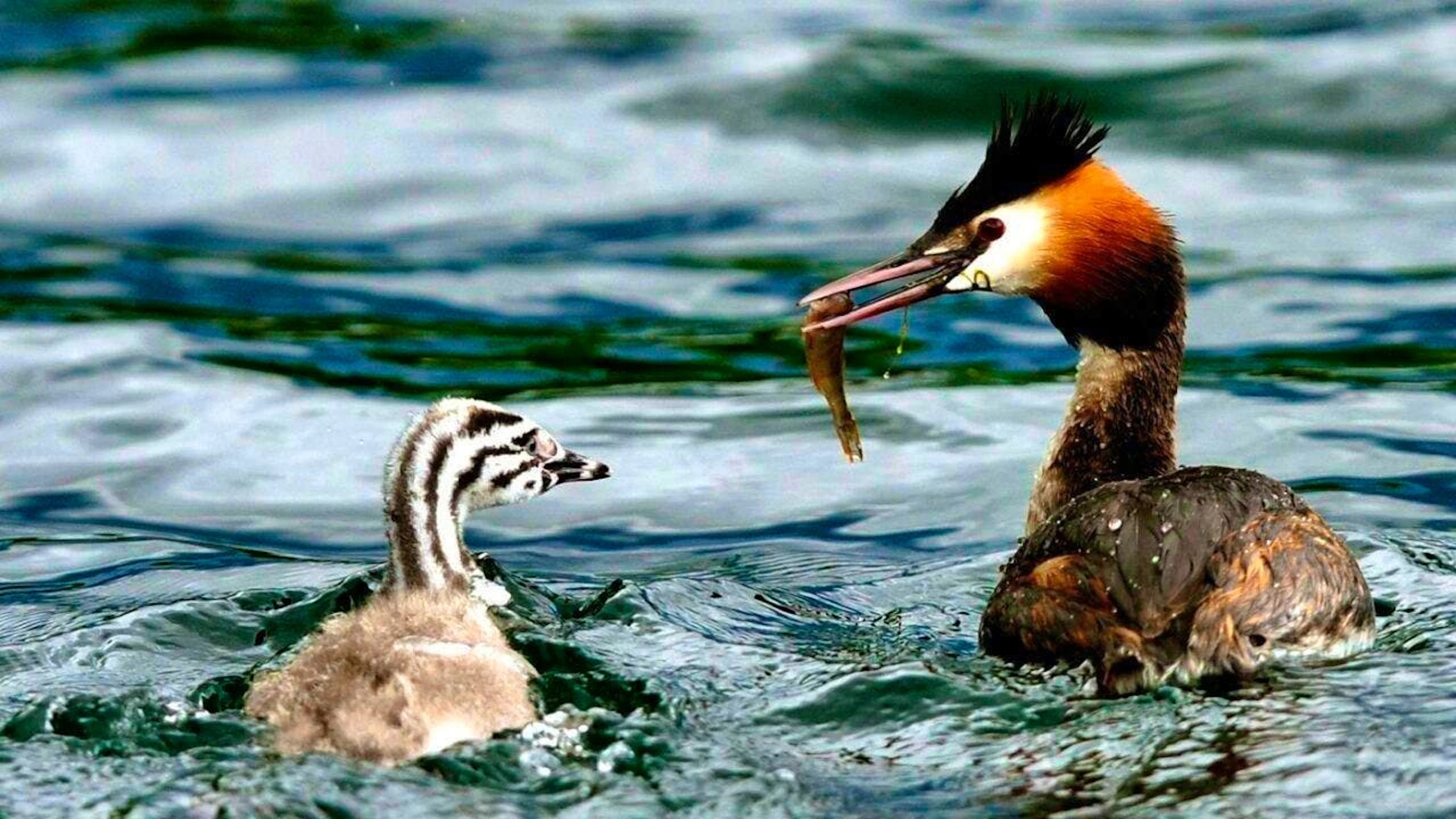 Goosanders are to be increasingly targeted in favor of fish protection. This is the demand of the responsible Council of States committee. The picture shows an adult bird with a young bird. (archive picture)
